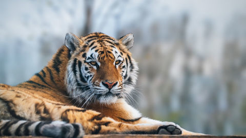 Thumb dsc 9837 tiger sibirsky