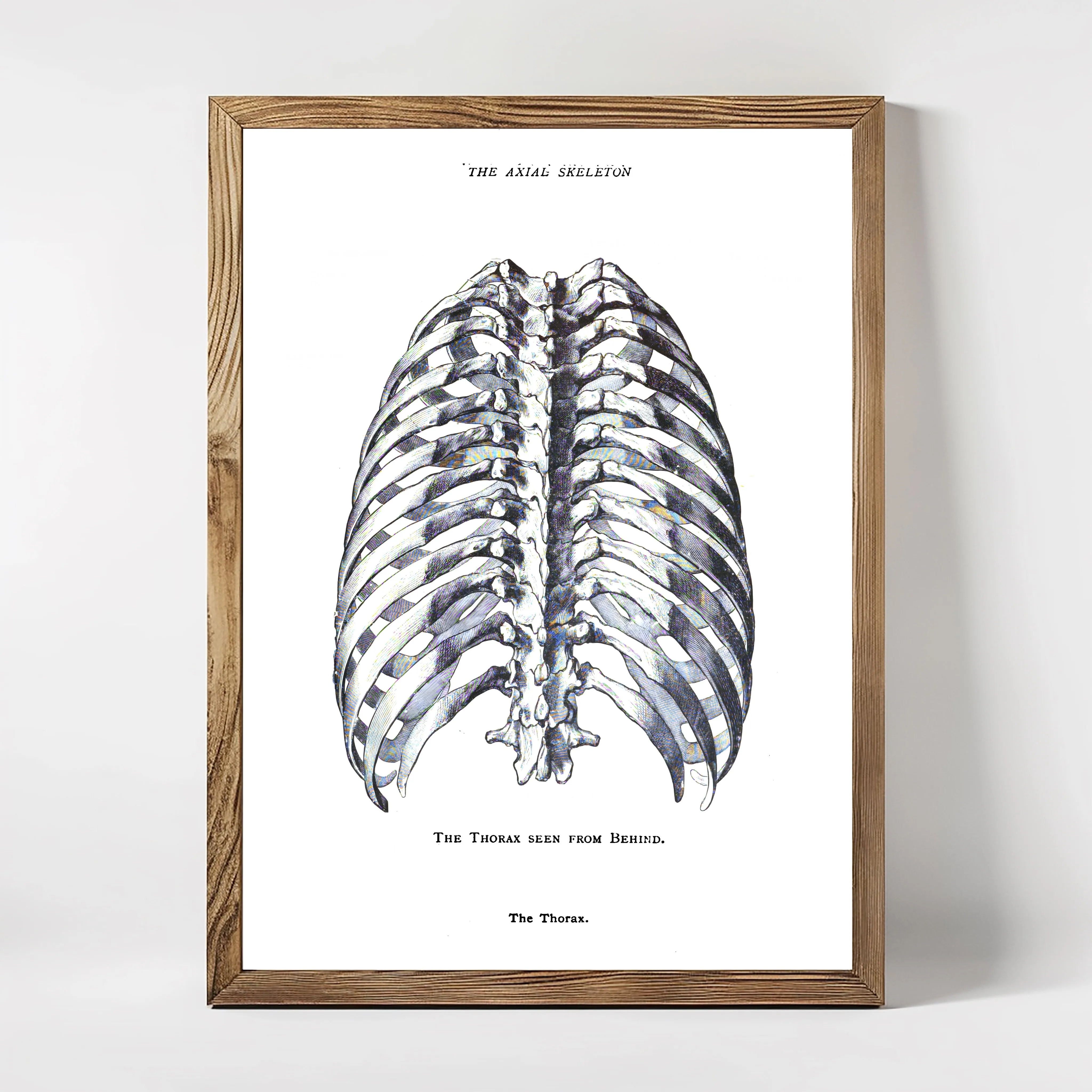 Anatomie The Axial Skeleton