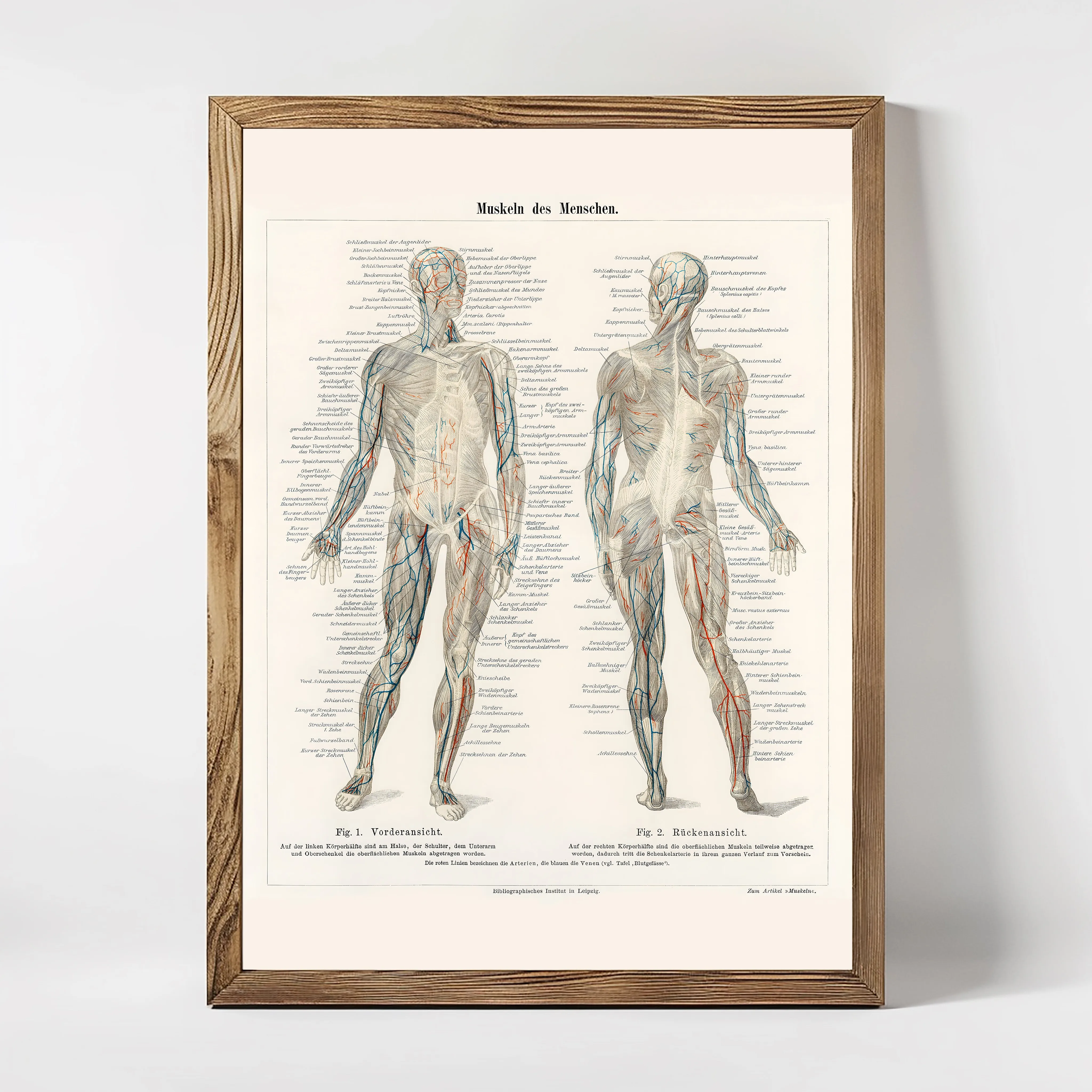 A framed illustration of human anatomy with a side-by-side comparison of the front and back view of a male and a female torso.