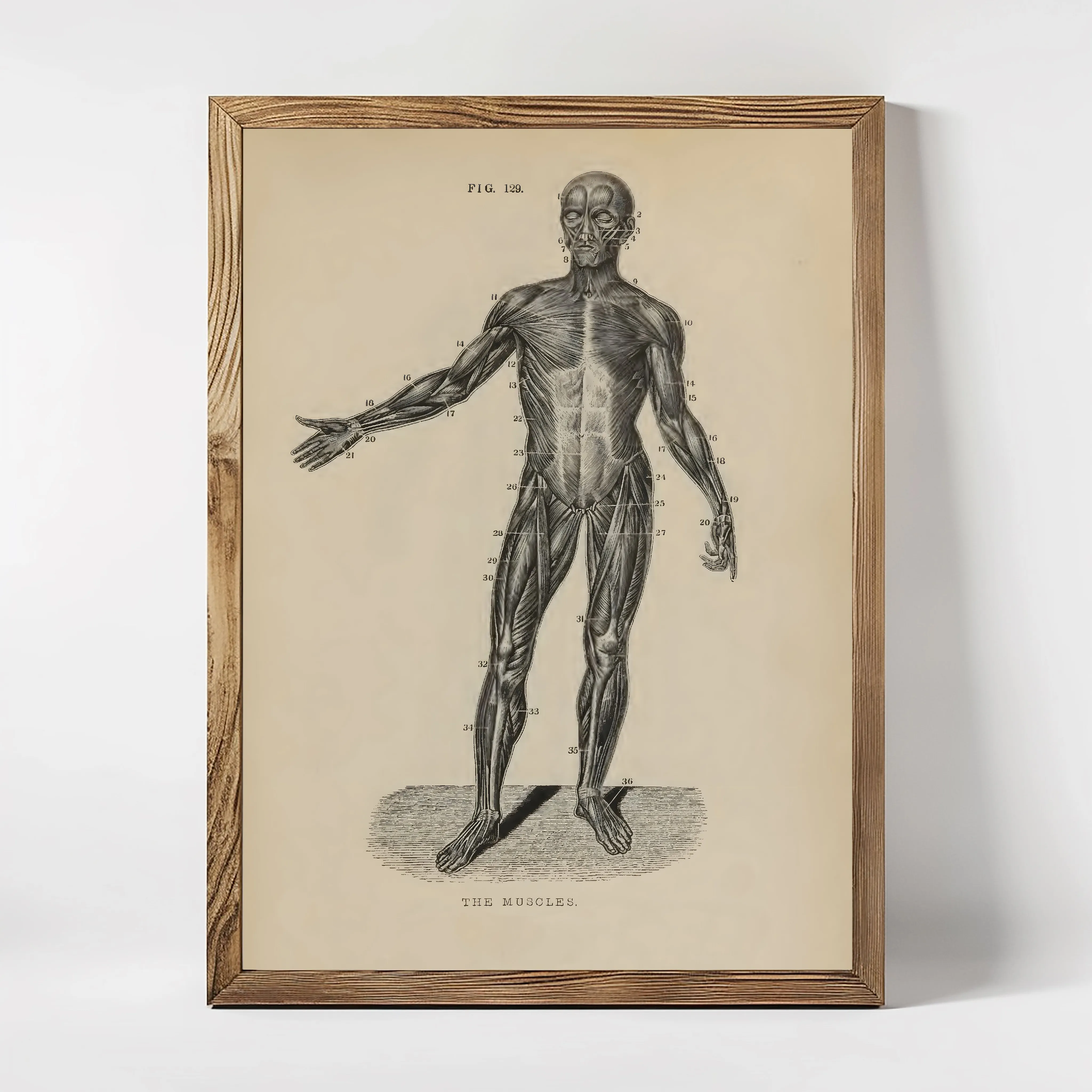 Anatomie The Muscles