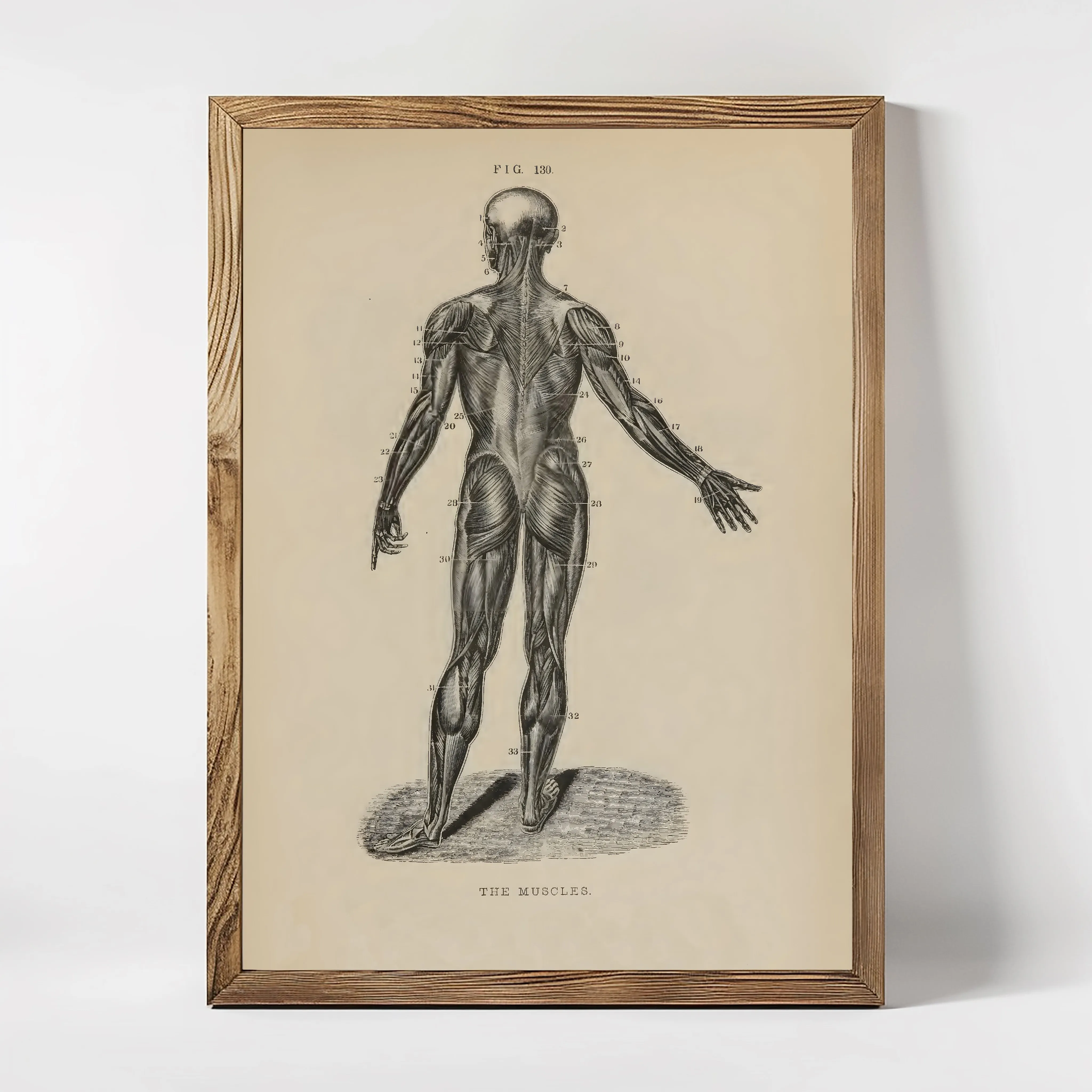 An anatomical illustration of the human back in a wooden frame, labeled 'THE SPINE'.