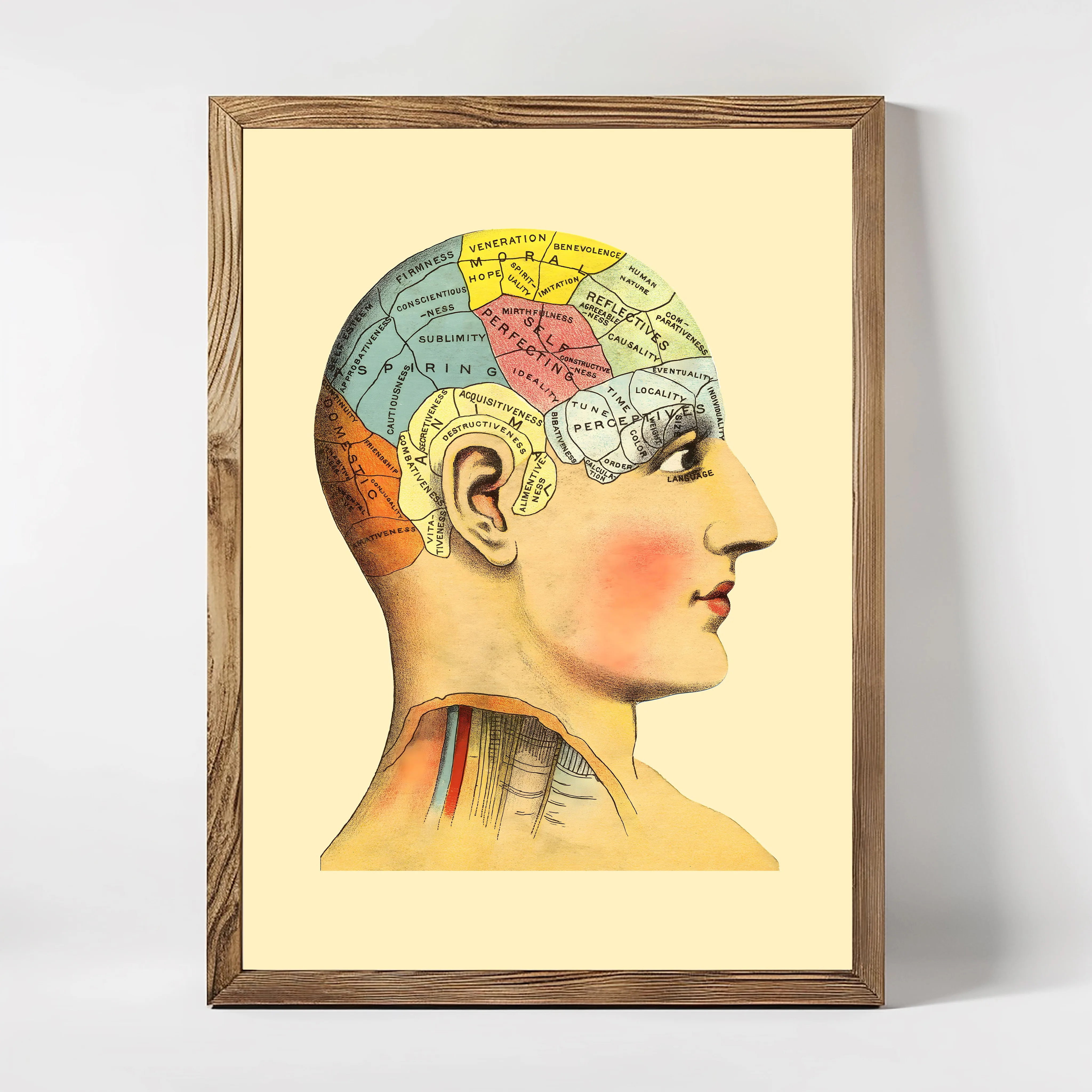 Anatomie Brain Areas