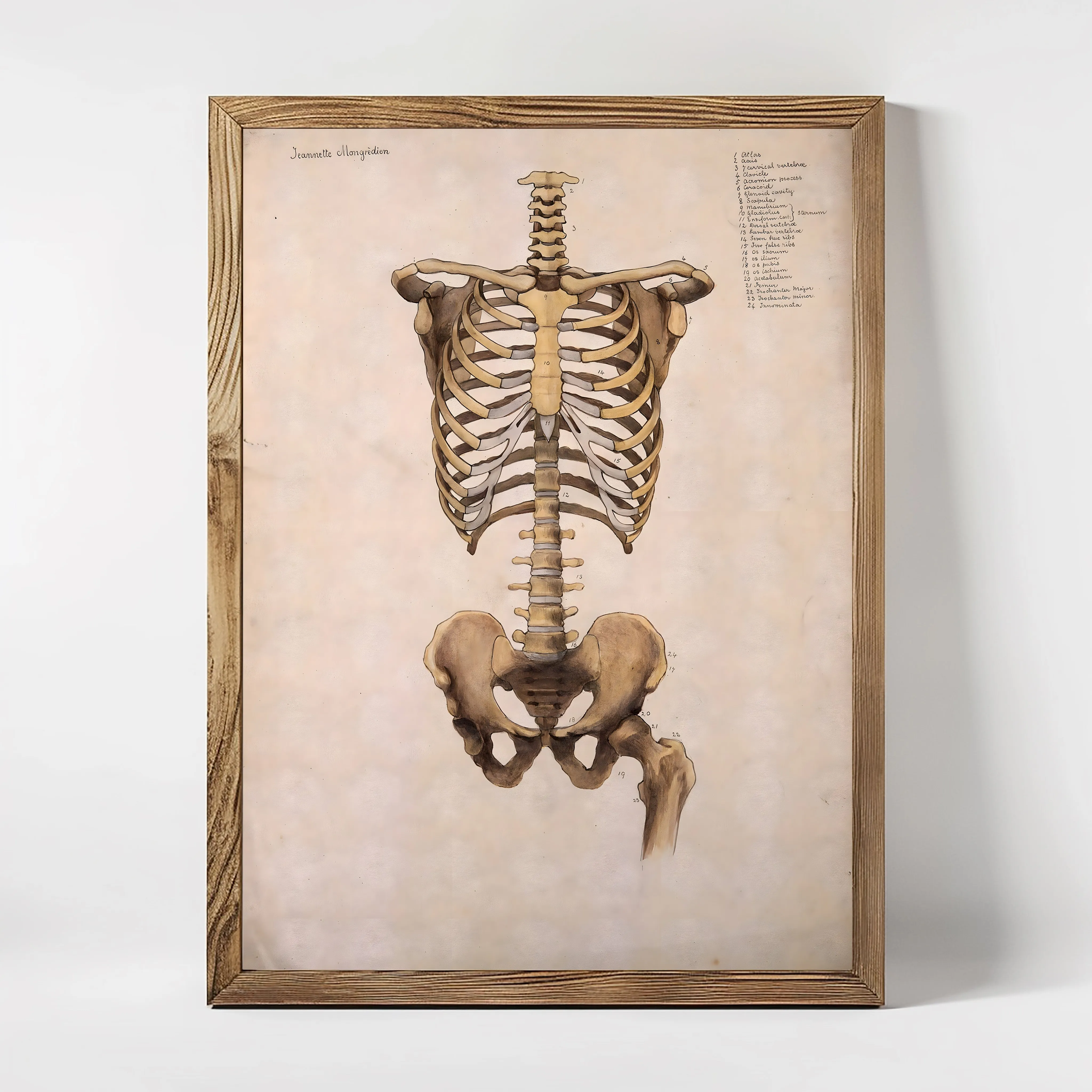 Anatomie of Chest and Hip