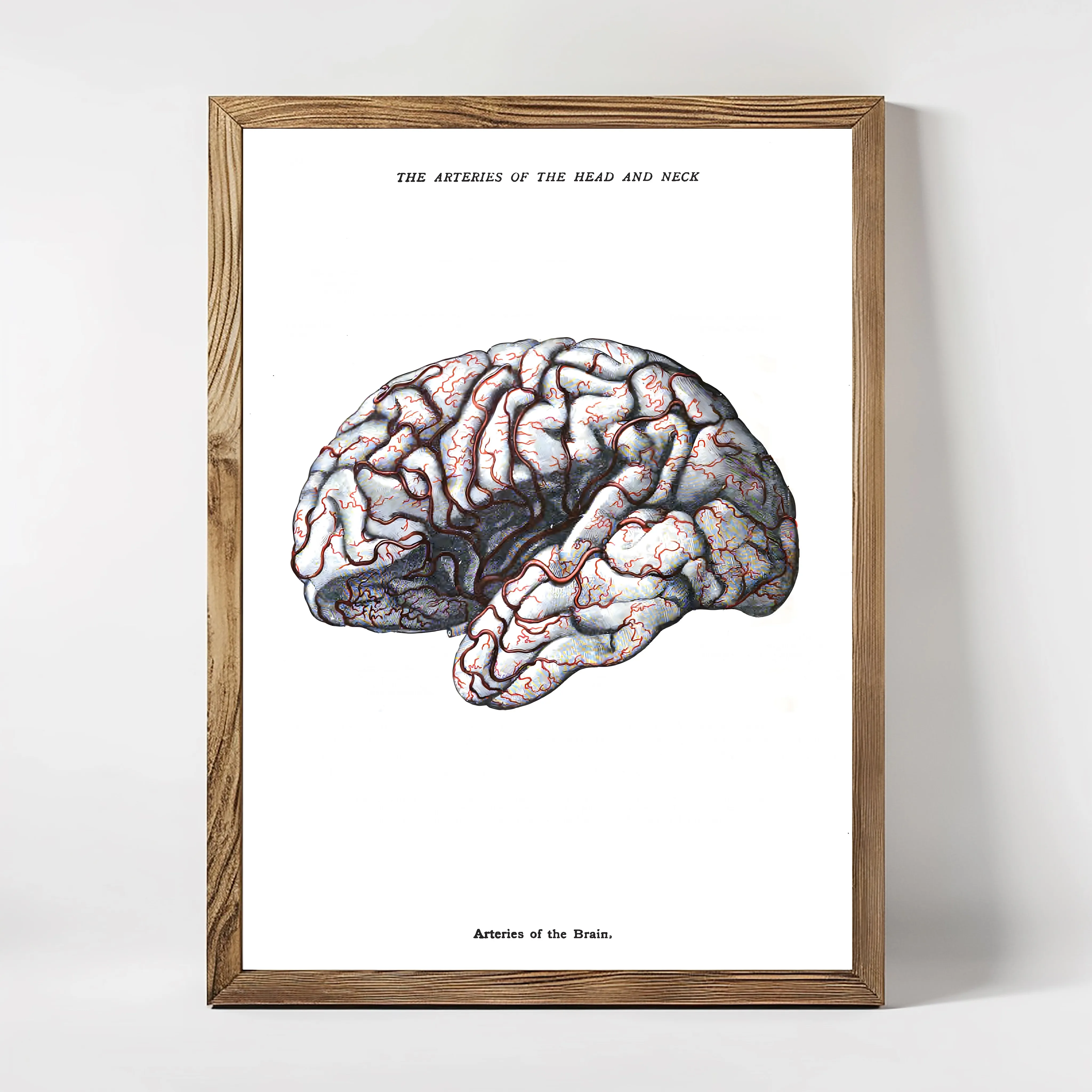 A framed art piece depicting a anatomical illustration of the human brain.