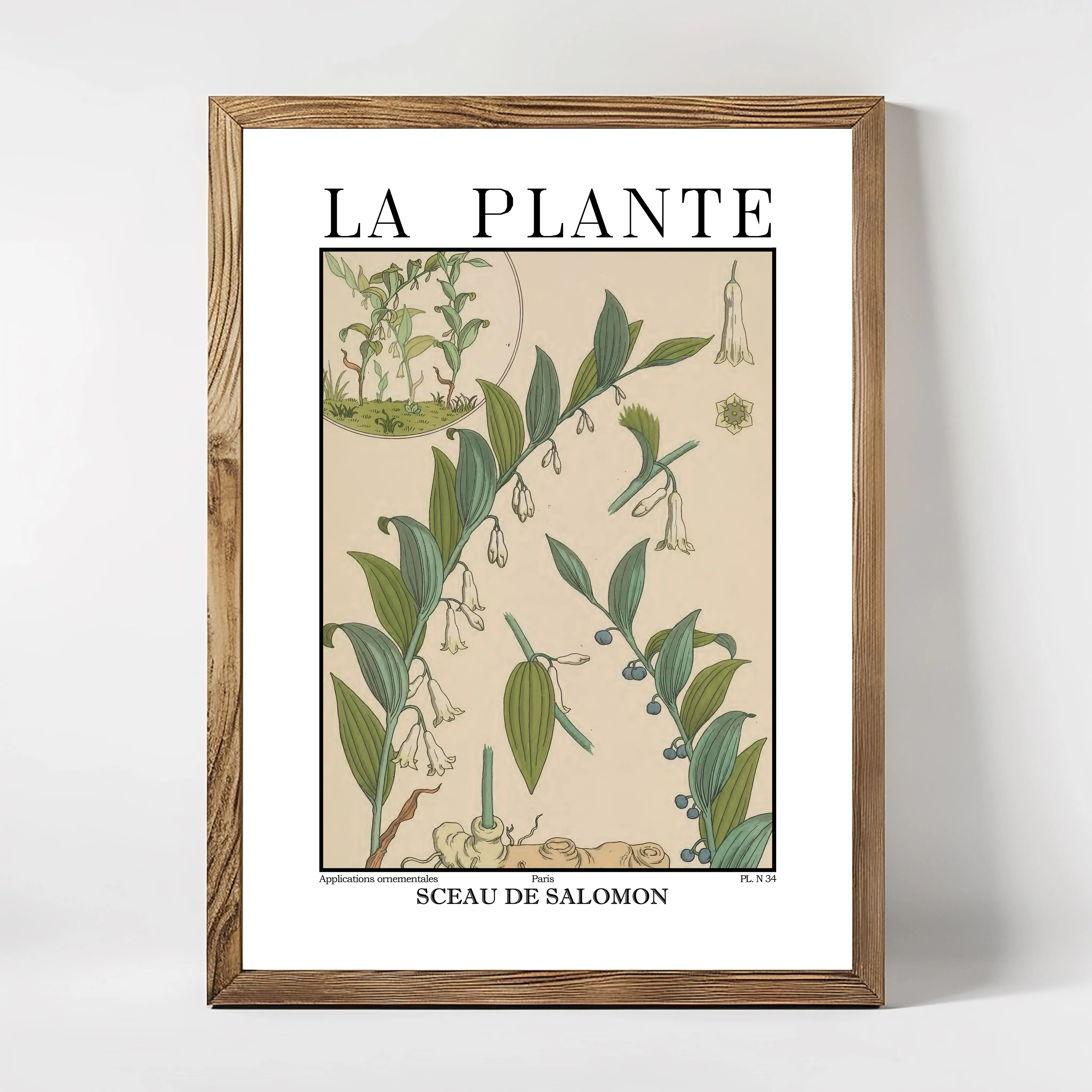 La Plante – Polygonatum multiflorum (Solomon’s Seal) Botanical Illustration