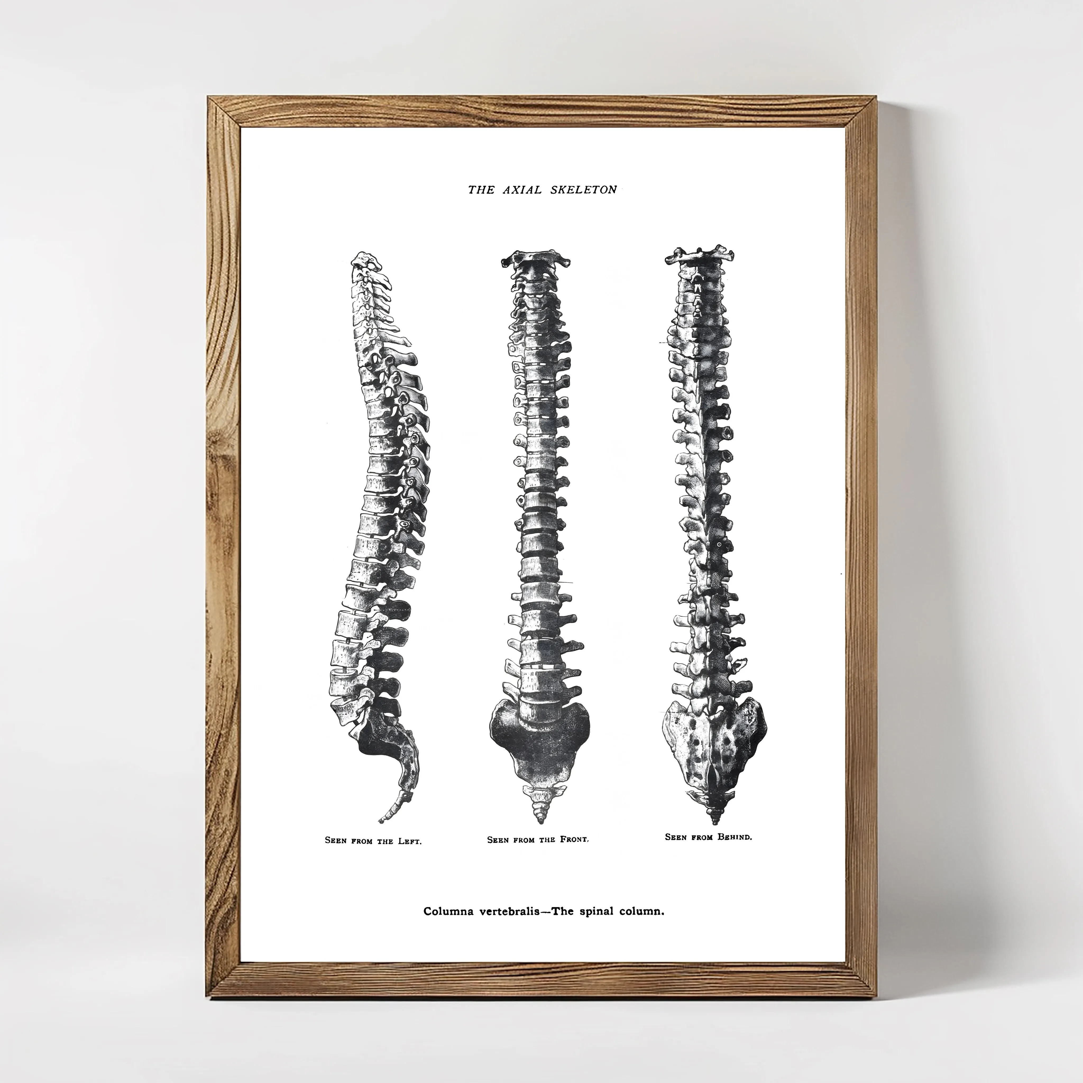 A framed anatomical print showing the frontal, lateral, and posterior views of the human spinal skeleton.