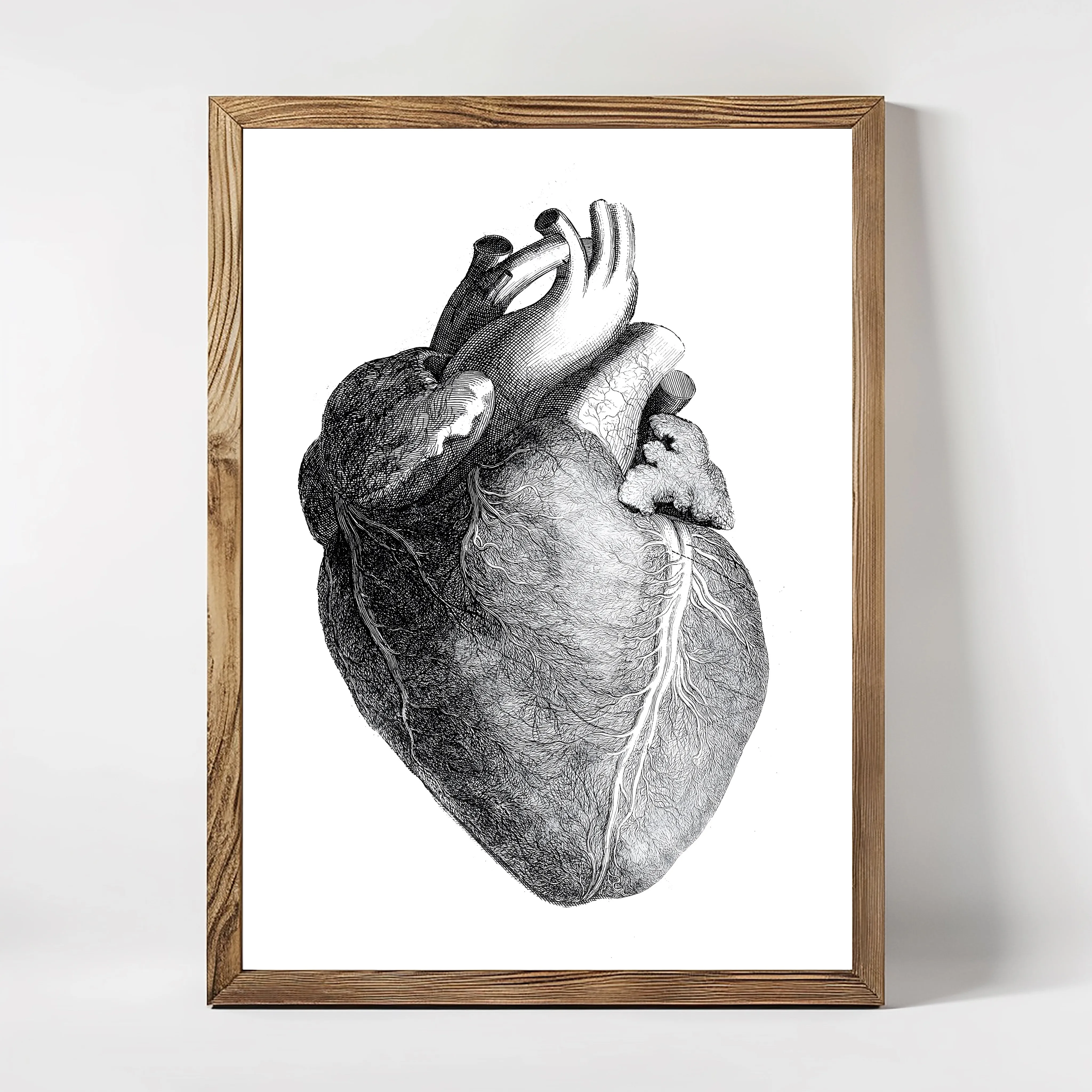 Anatomie (Heart)