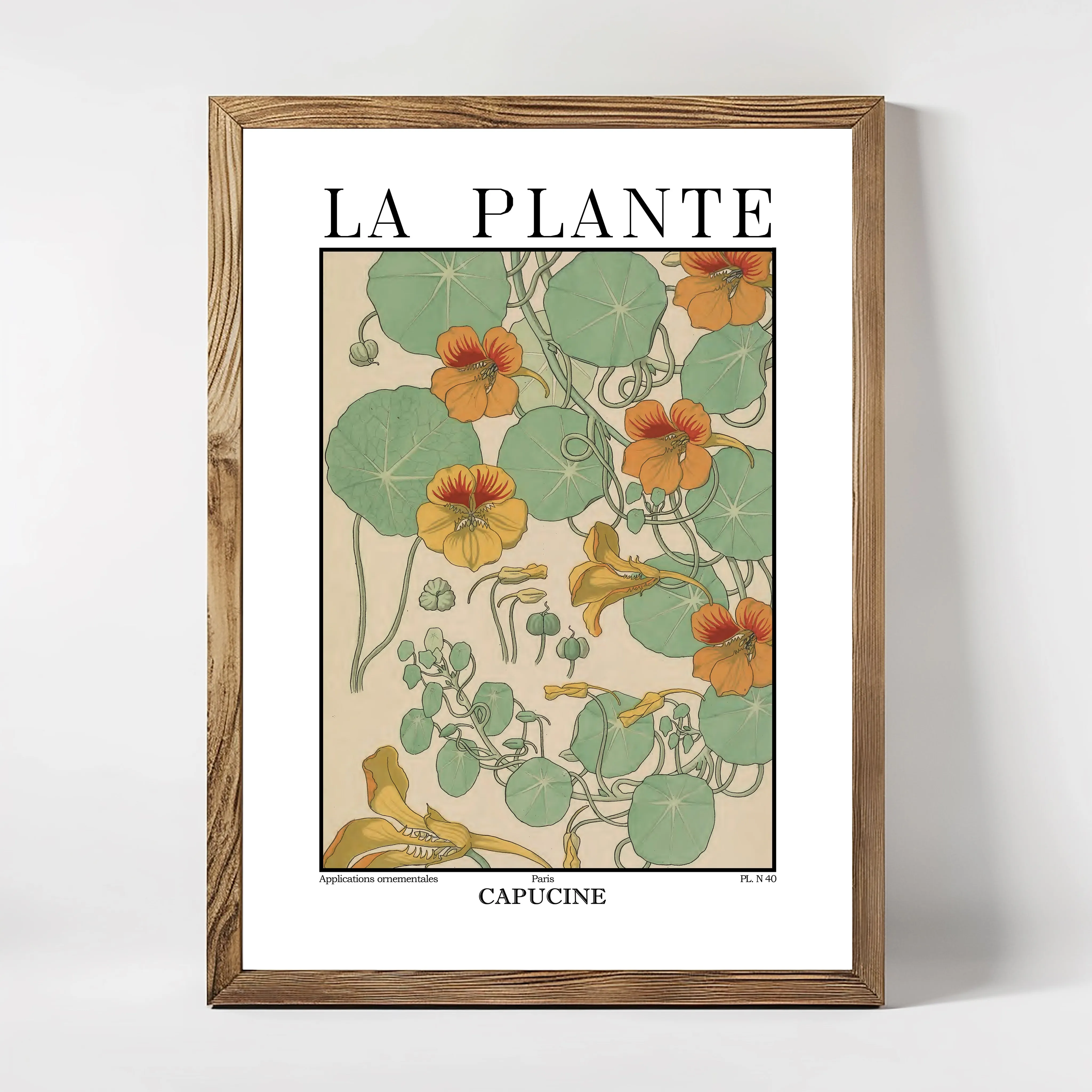 La Plante – Tropaeolum majus (Nasturtium) Botanical Illustration