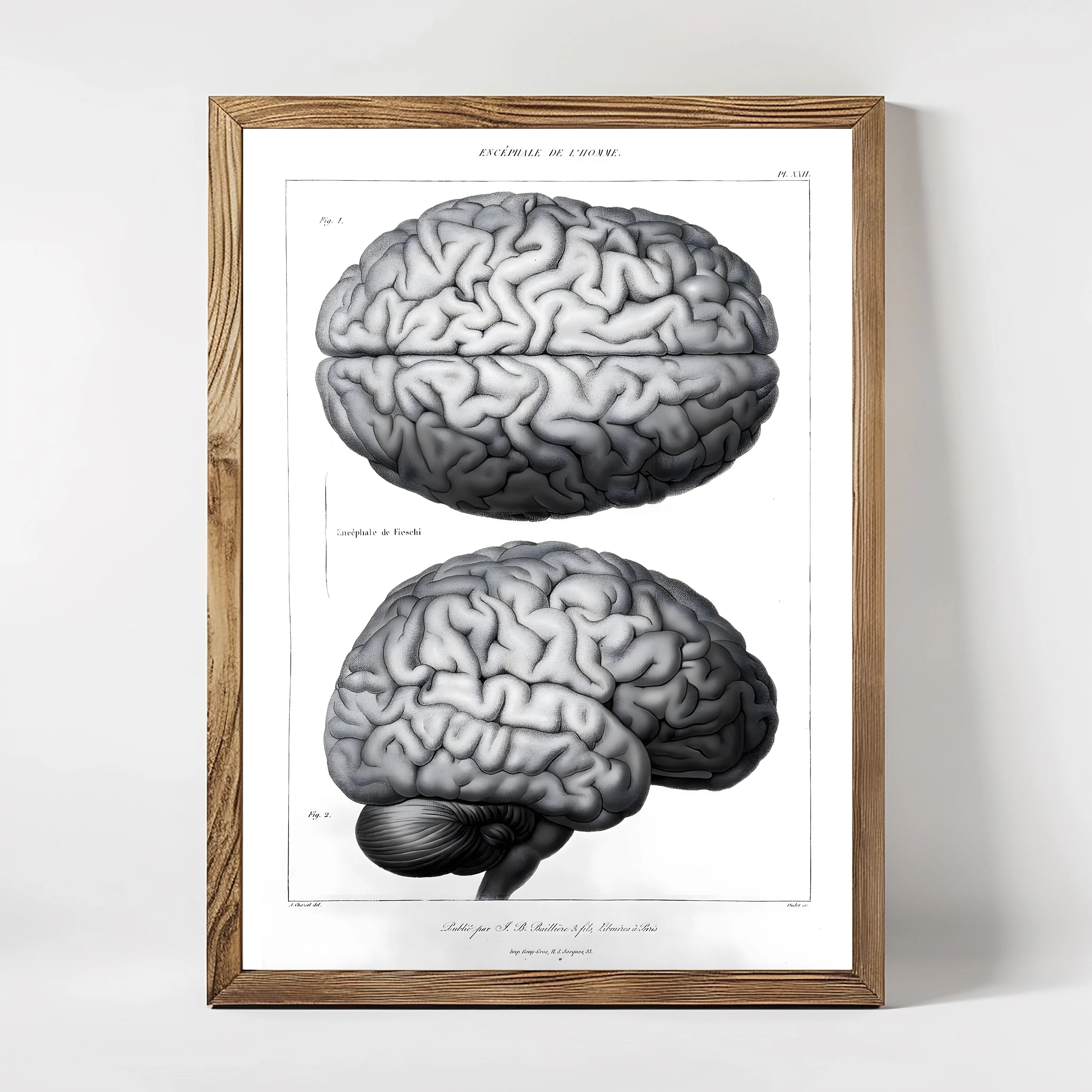 Anatomie Brain (With Text)