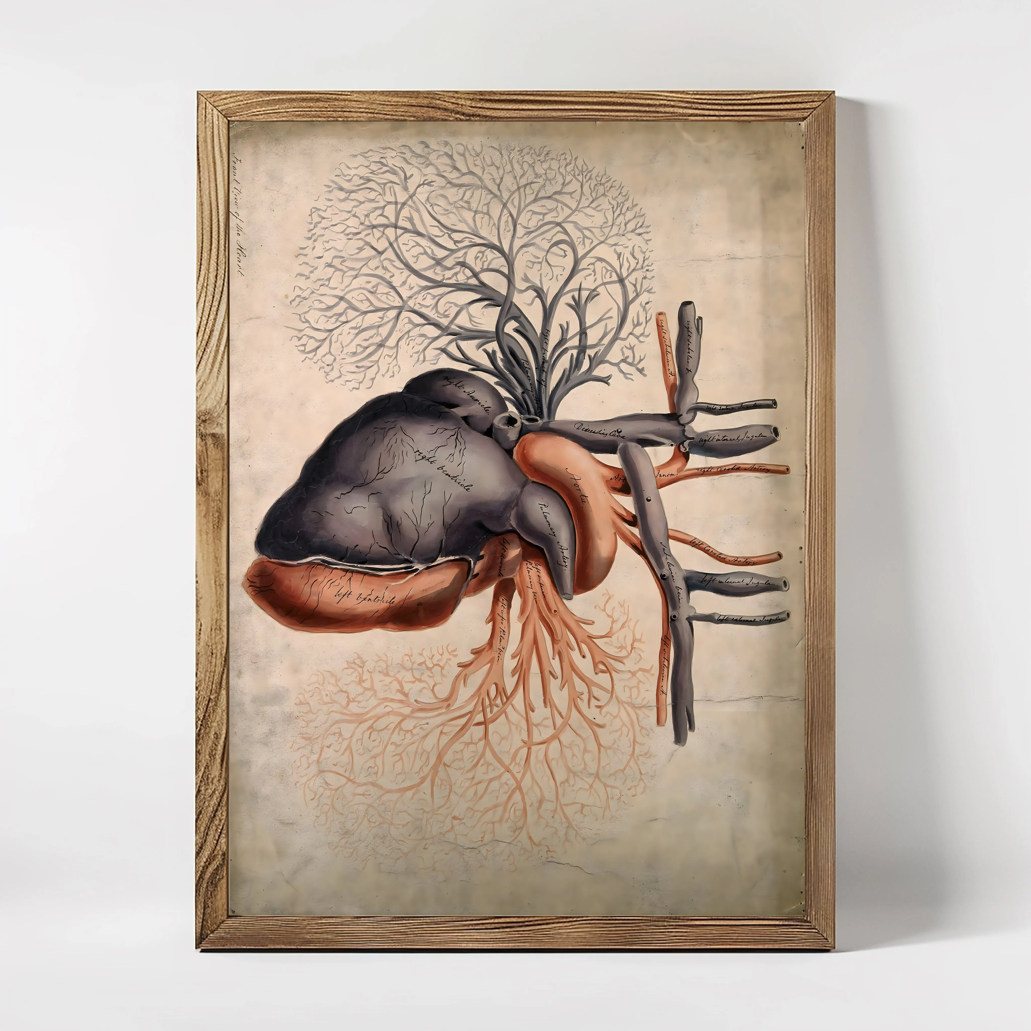 Anatomie The Heart