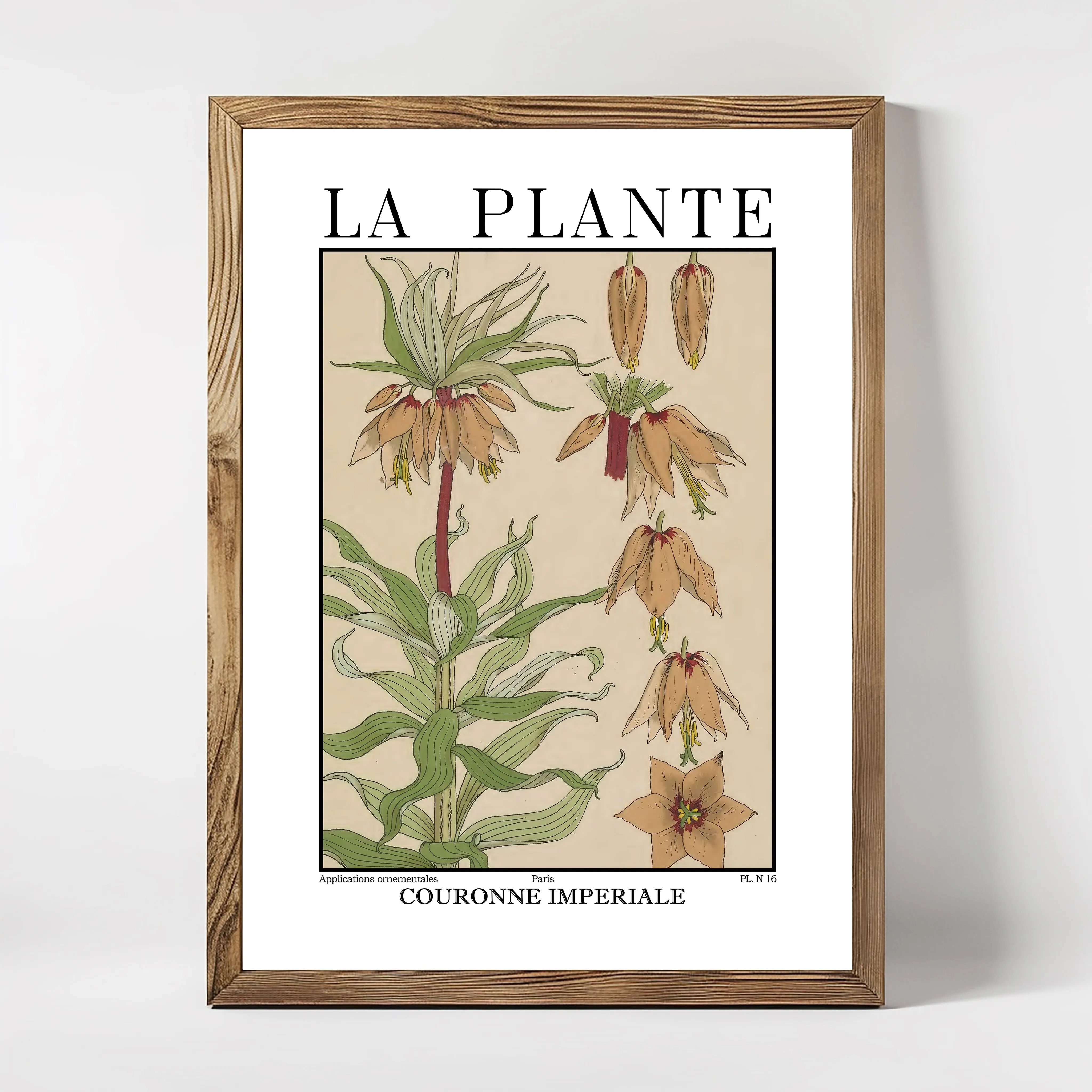 La Plante – Fritillaria imperialis (Crown Imperial) Botanical Illustration