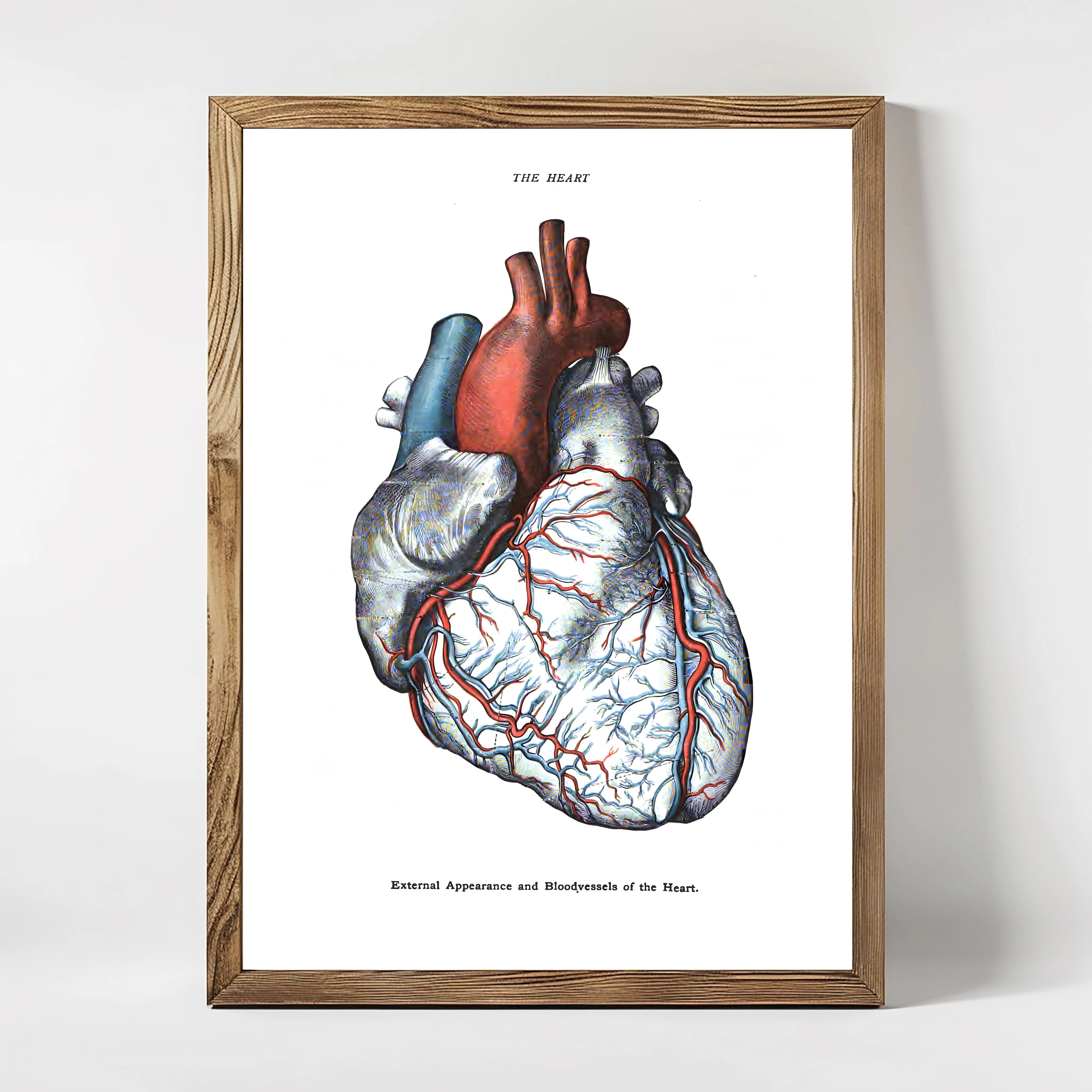 An anatomical illustration of the human heart, showing the major vessels and chambers, printed on paper and framed in a wooden frame.