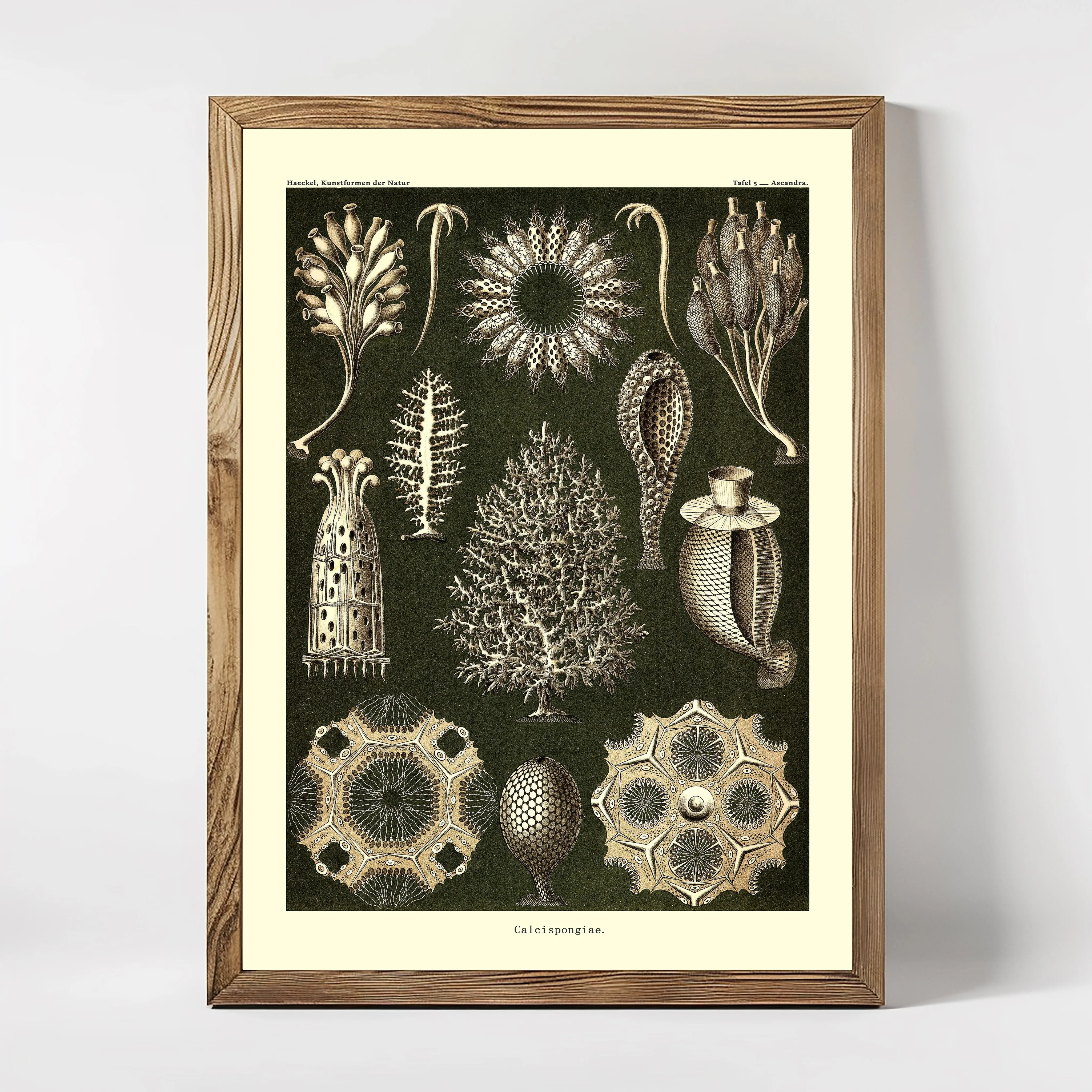 Calcispongiae Kalkschwämme