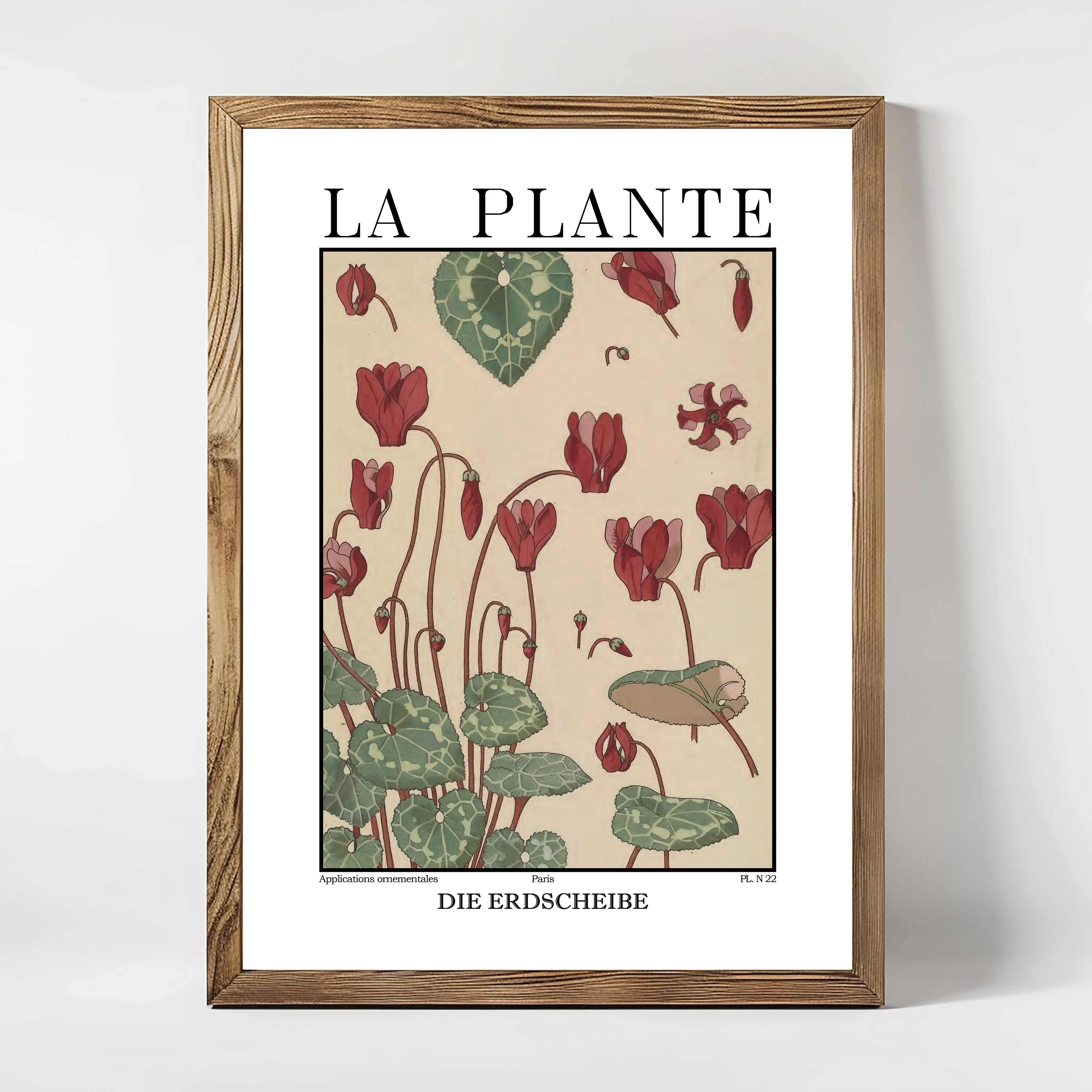 La Plante – Cyclamen persicum (Cyclamen) Botanical Illustration