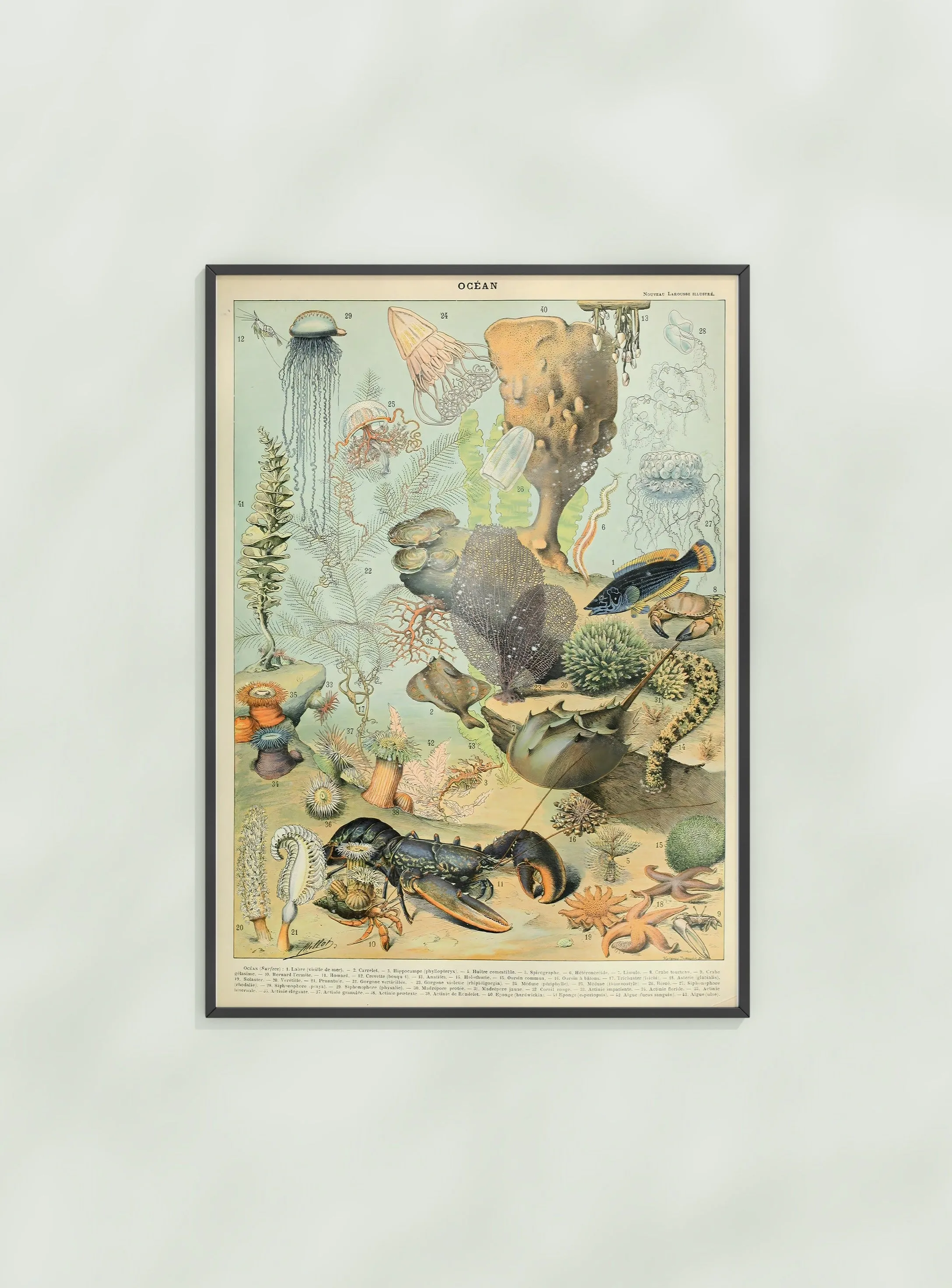 Adolphe Philippe Millot Sea Life 2