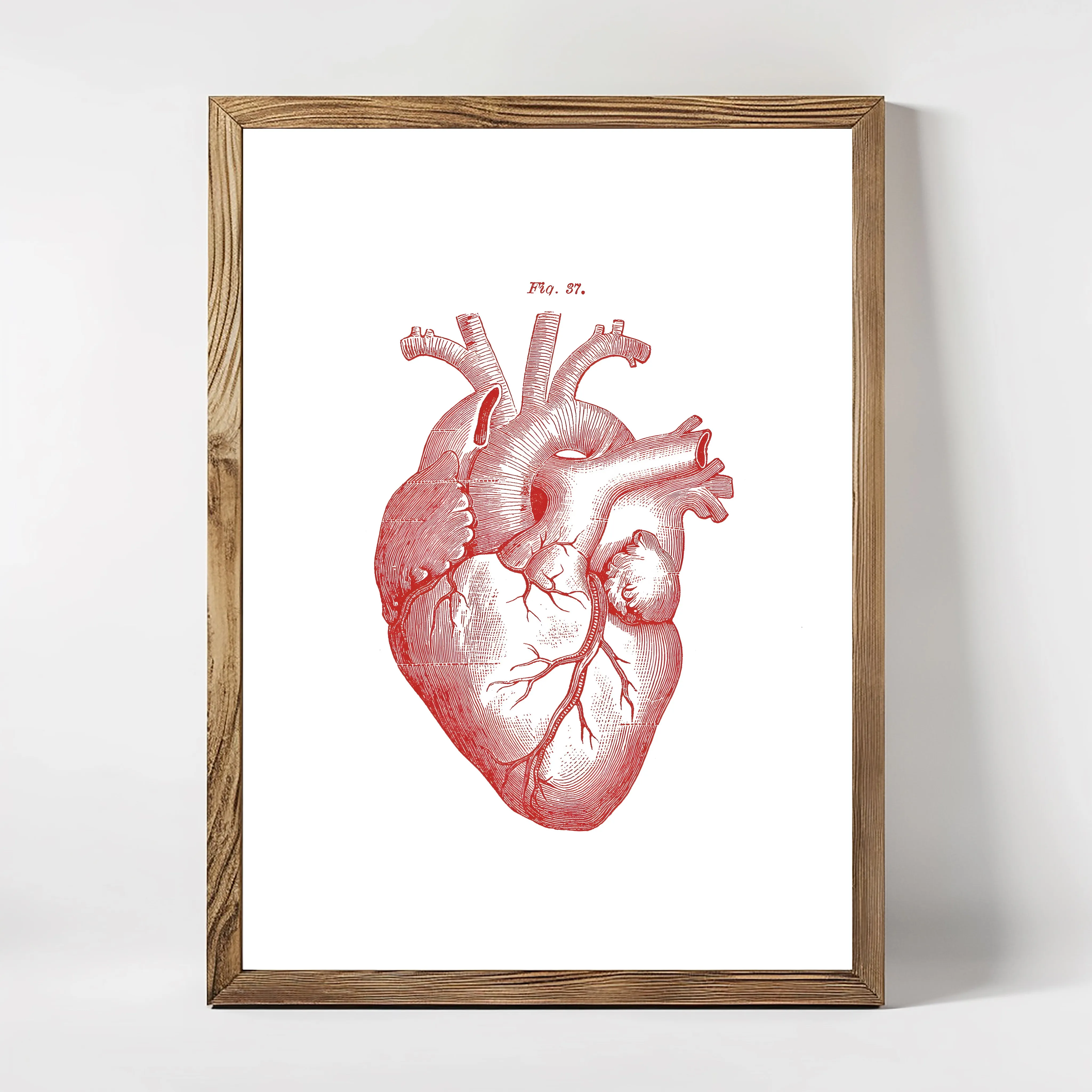 Anatomie The Heart (Red)