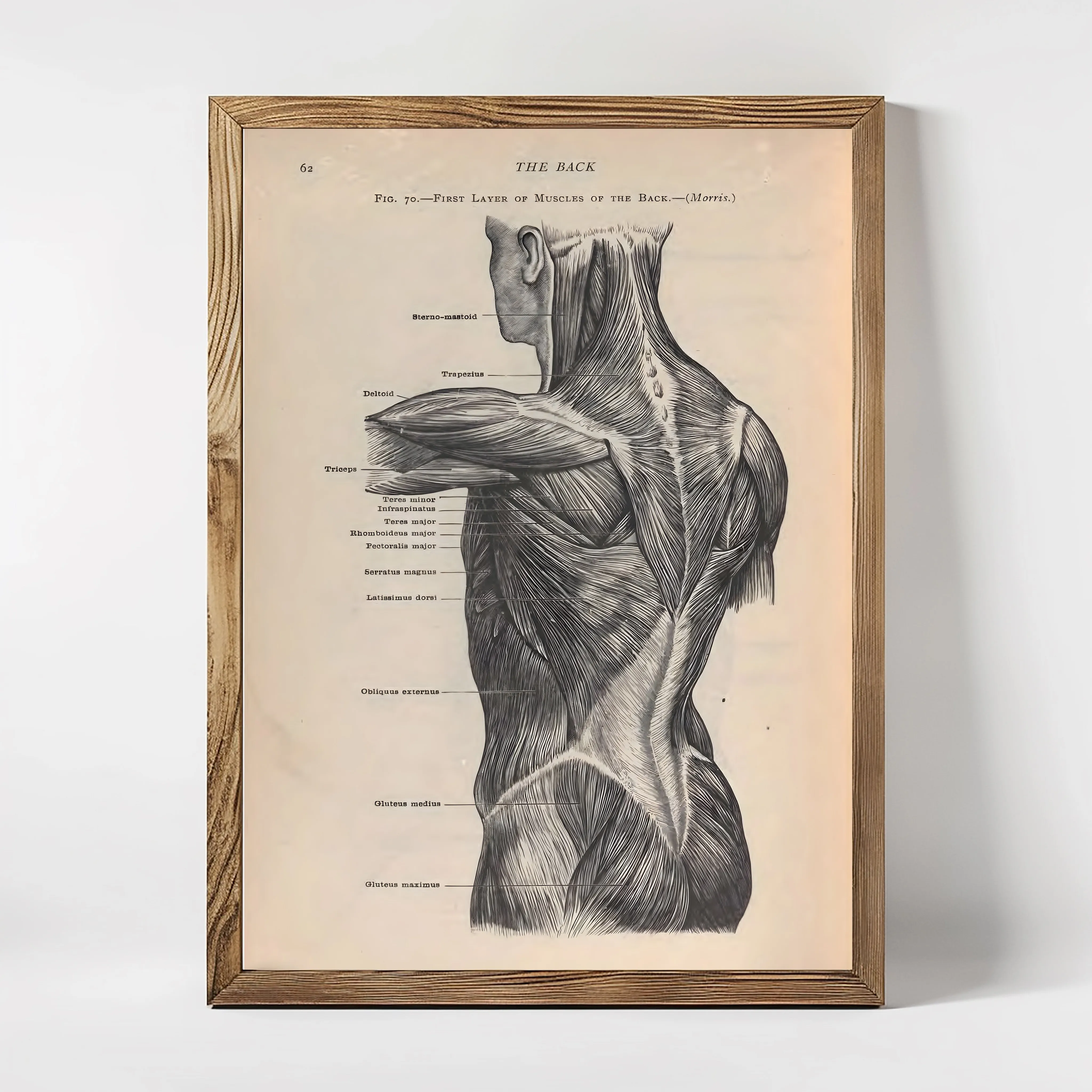 Anatomie The Back Muscles