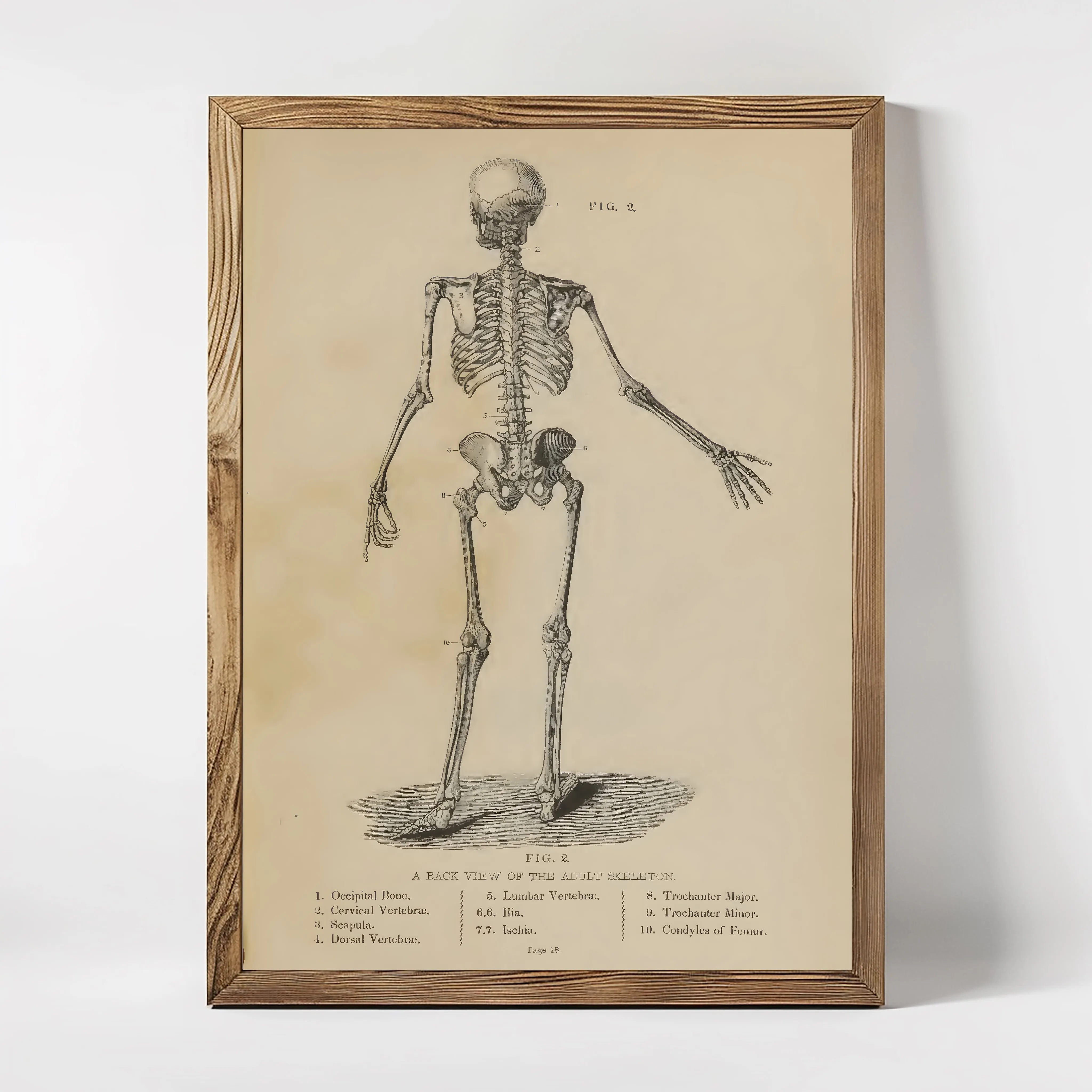 A framed anatomical drawing of a skeleton on a wooden background, with labels indicating different parts of the body.