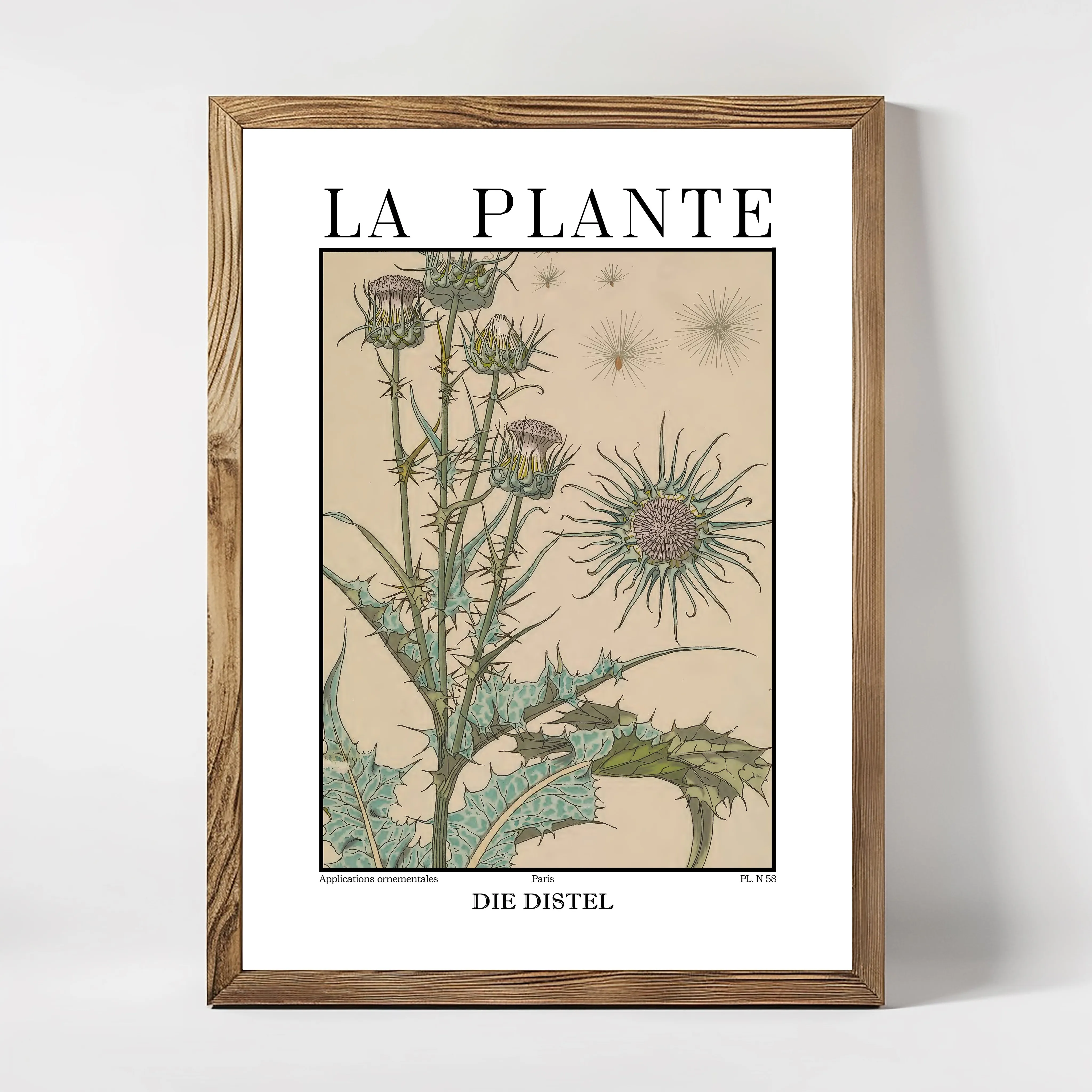 La Plante – Thistle (Cirsium) Botanical Illustration