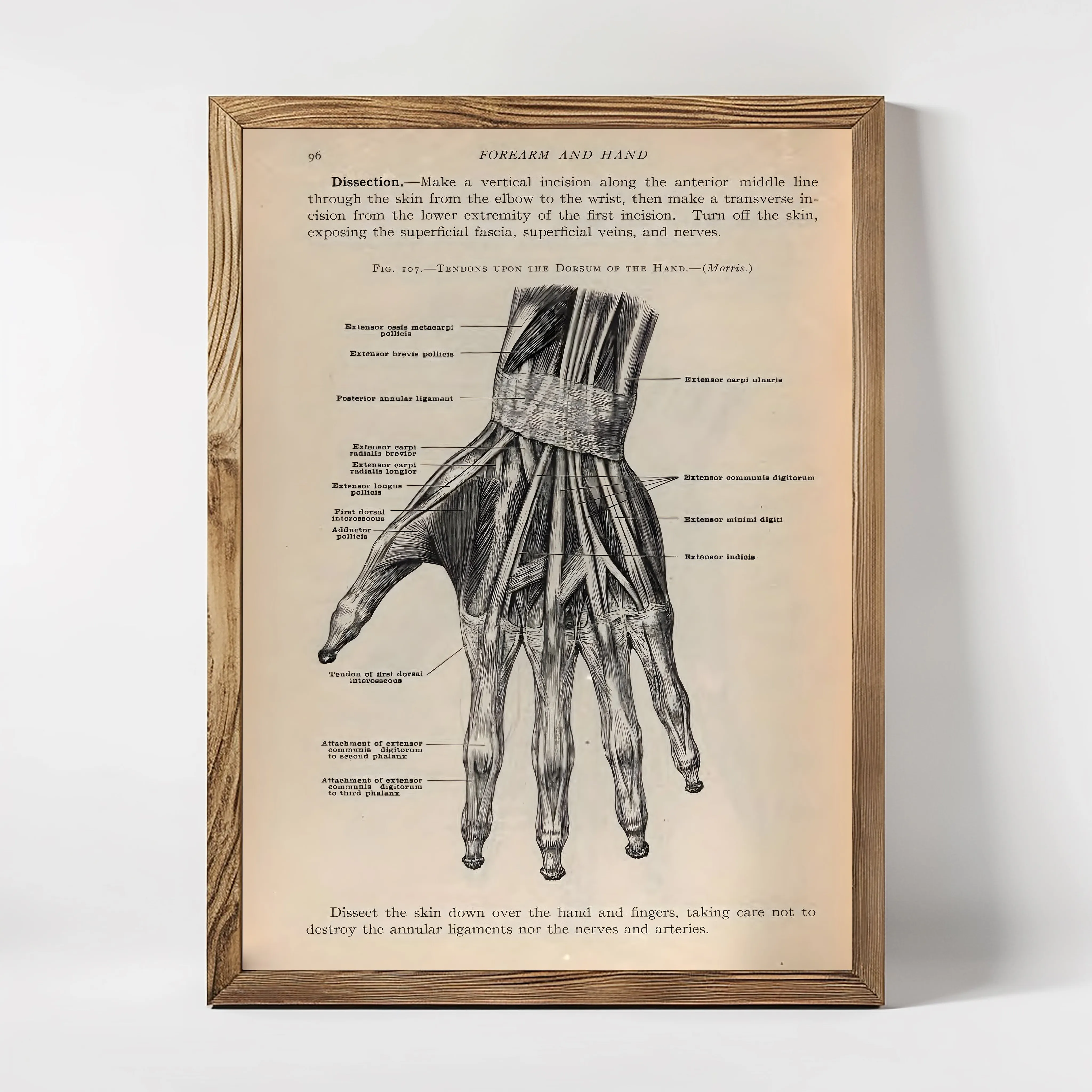 Anatomie of The Hand
