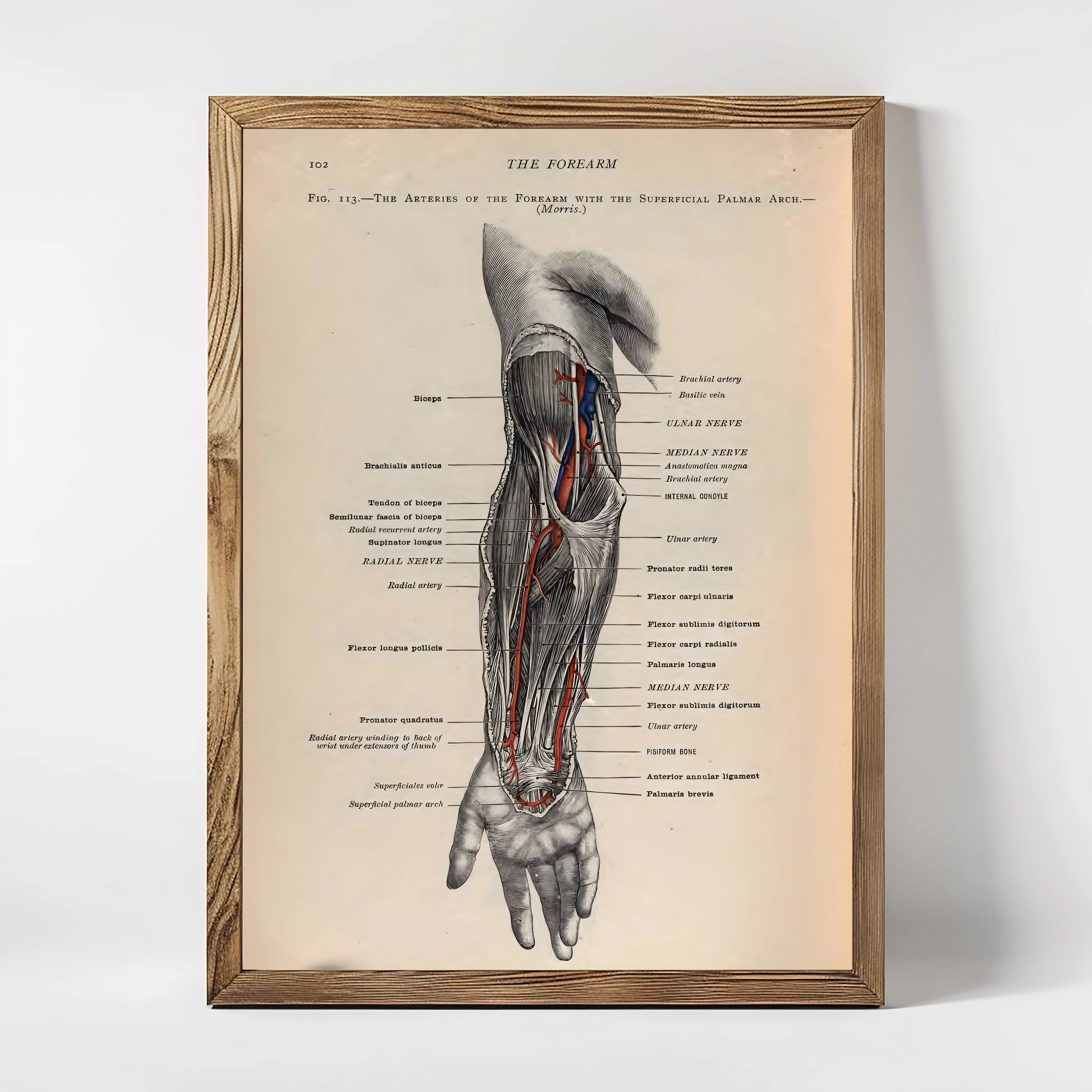 Anatomie of The Arm