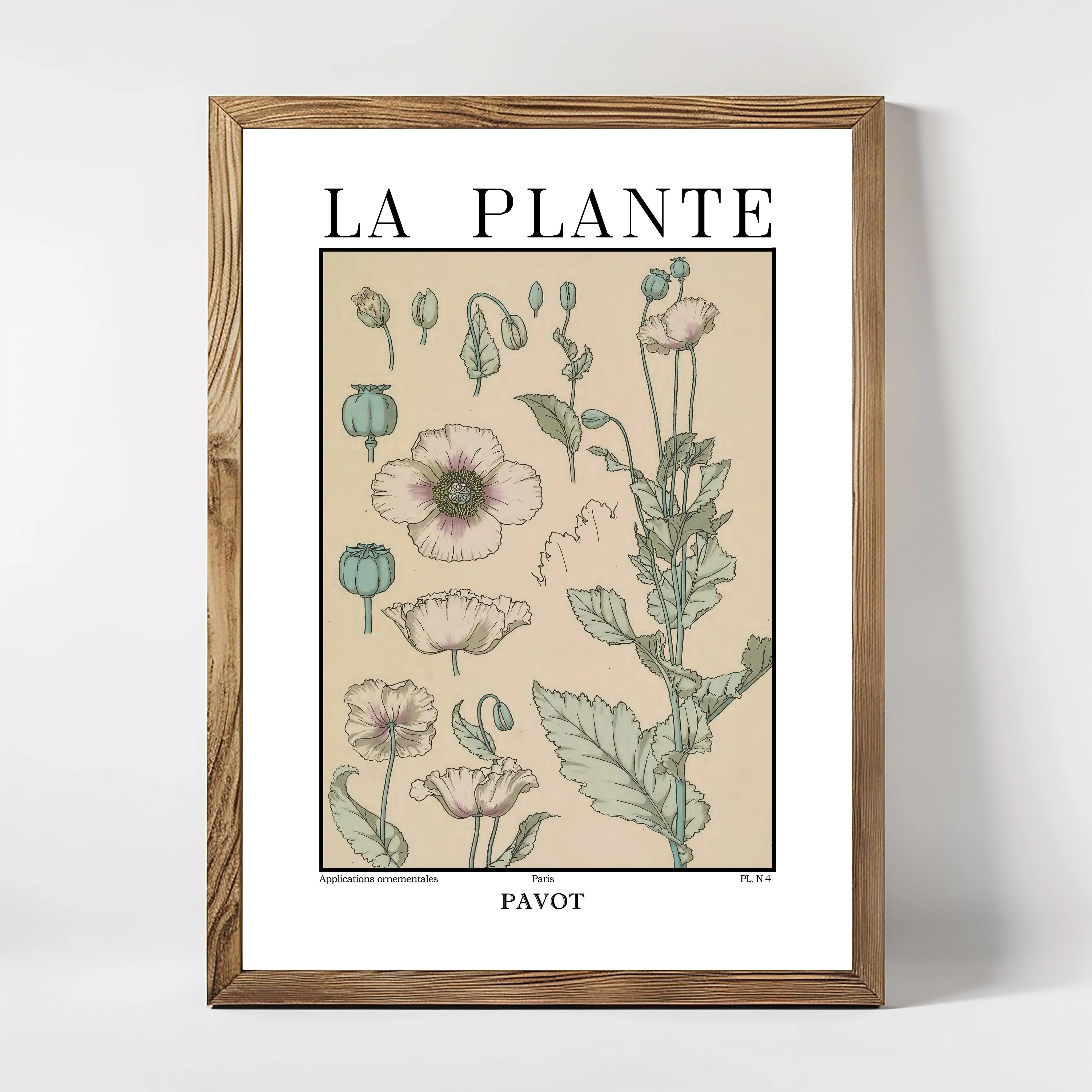 La Plante – Papaver somniferum (Poppy) Botanical Illustration