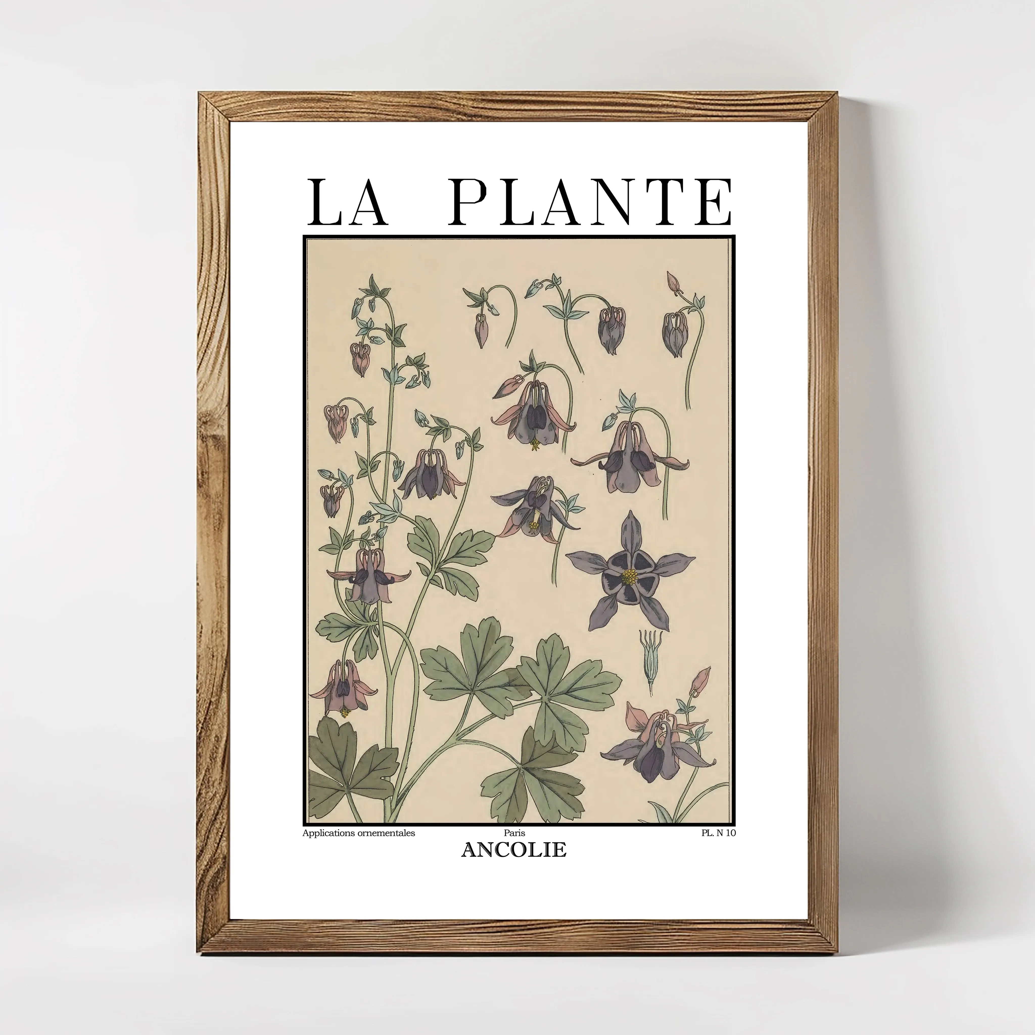 La Plante – Aquilegia vulgaris (Columbine) Botanical Illustration”