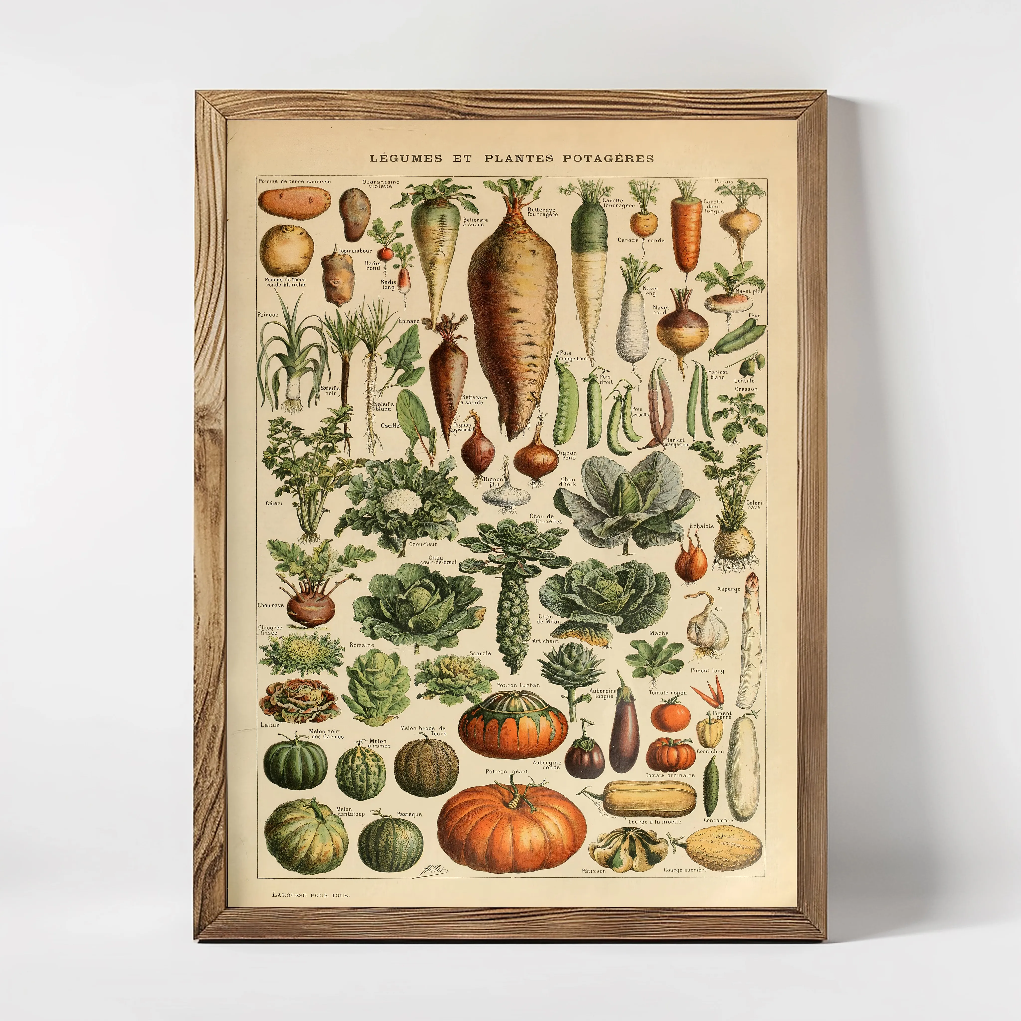 Légumes et Plantes Potagères