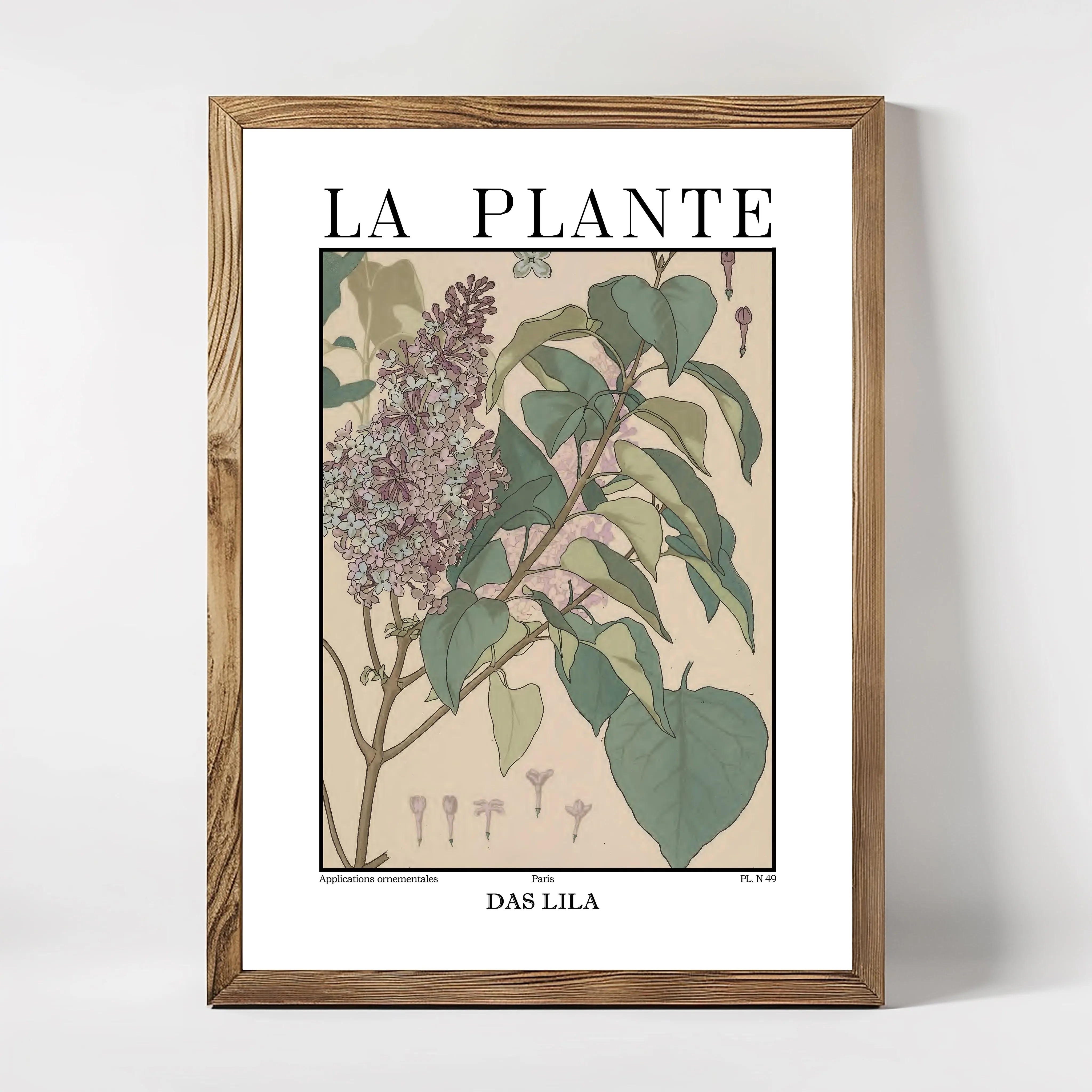La Plante – Syringa vulgaris (Lilac) Botanical Illustration