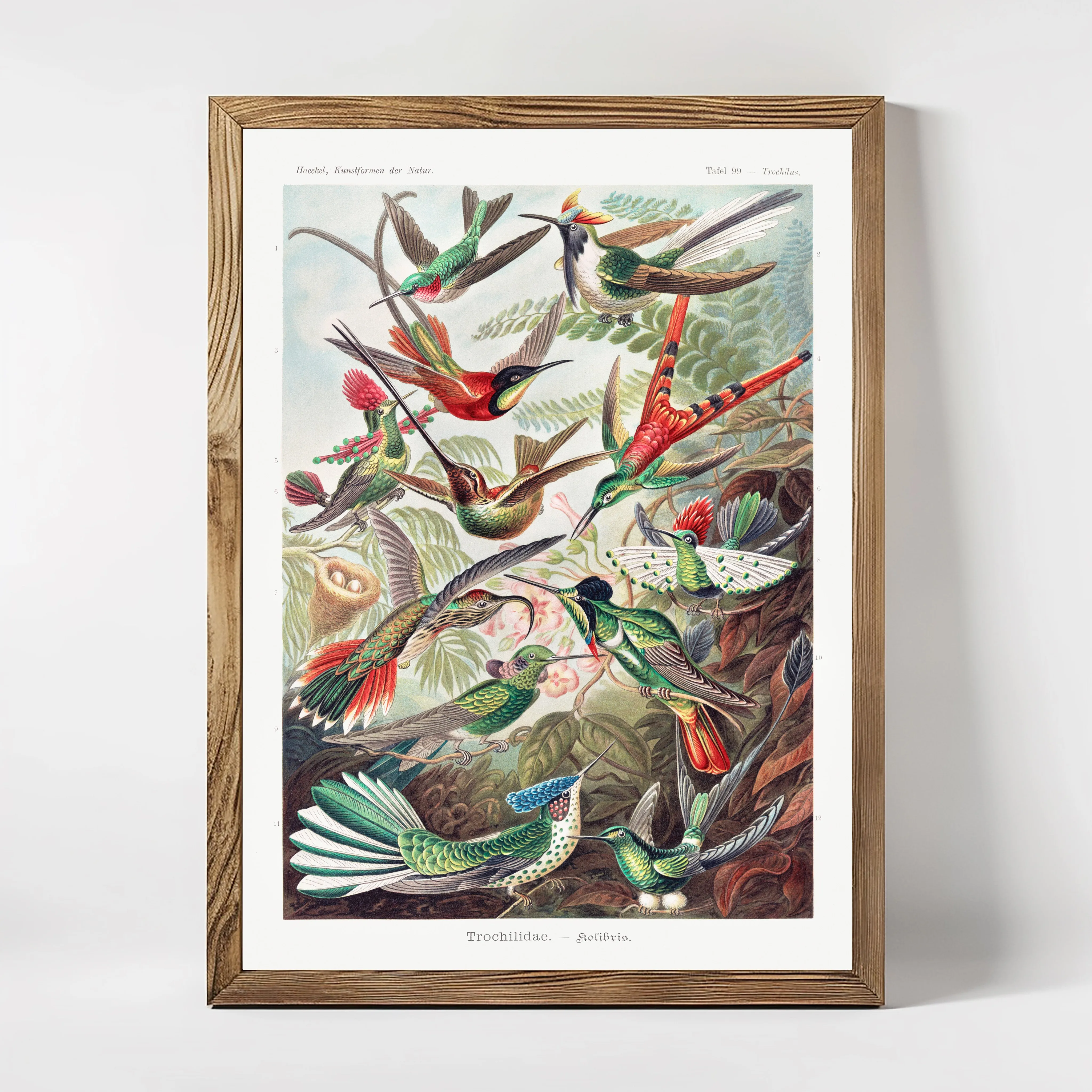 Trochilidae–Kolibris