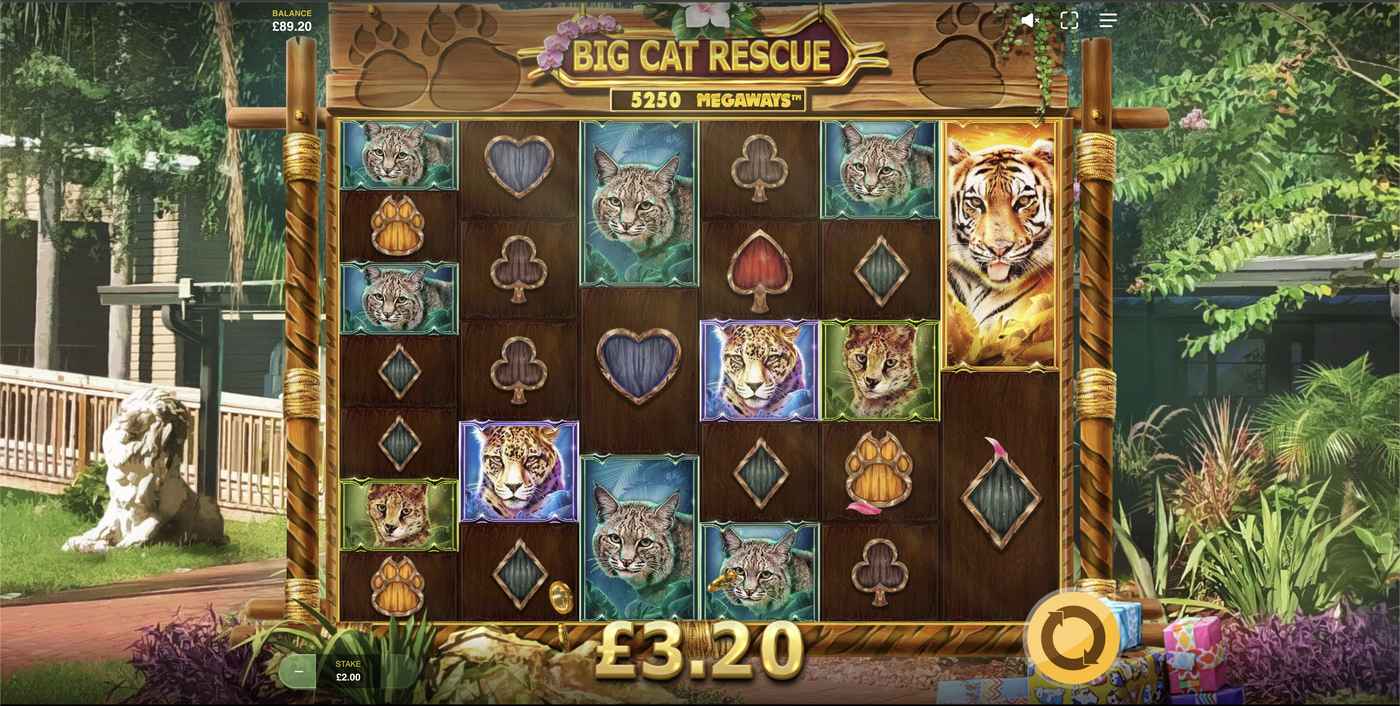Big Cat Rescue Megaways: image of winning