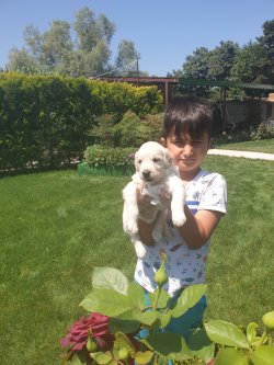 Golden Retriever Bebişler 4