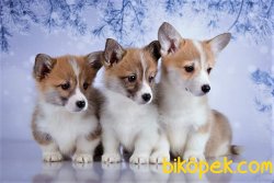 Orjınal WELSH CORGI YAVRULARI 1