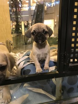 Pug Mops Yavrularımız 1. Sınıf 1