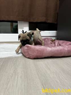 1 Aylık Pug 2