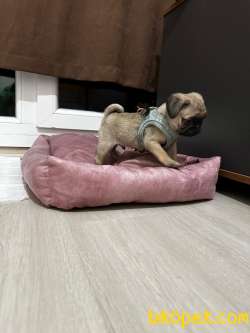 1 Aylık Pug 4