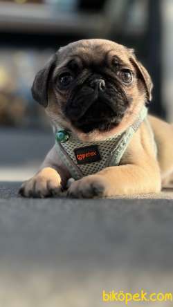 1 Aylık Pug 5