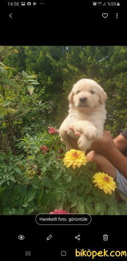 Golden Retriever Sevimli Yavrular 4