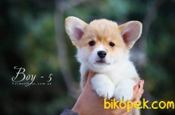 Orjınal WELSH CORGI YAVRULARI 4