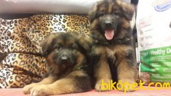 Kali̇teli̇ Alman Kurdu Yavrularımız 3