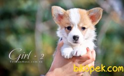 Orjınal WELSH CORGI YAVRULARI 3