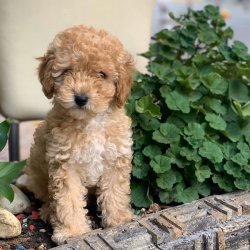 MİNİ TOY POODLE APRİCOT YAVRULAR 3