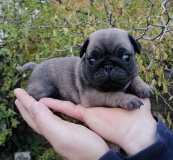 Satılık Pug Mops 1