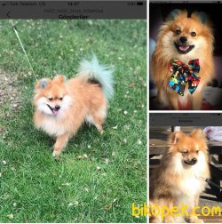 Enerjik Sevecen Pomerian 1