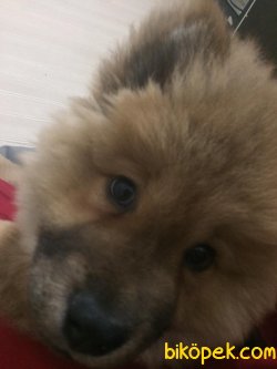 3.5 Aylık Erkek Chow Chow 3