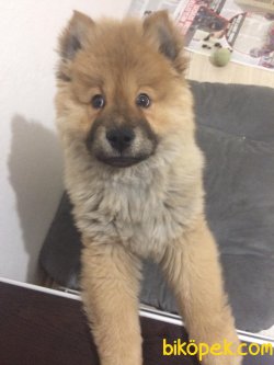 3.5 Aylık Erkek Chow Chow 2