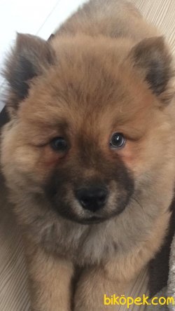 3.5 Aylık Erkek Chow Chow 1