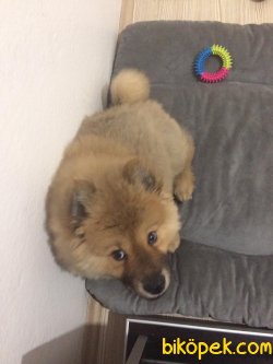 3.5 Aylık Erkek Chow Chow 4