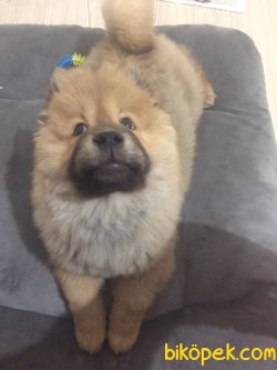 3.5 Aylık Erkek Chow Chow 5