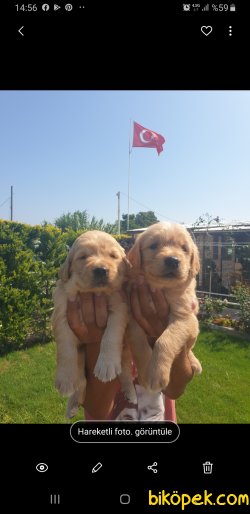 Golden Retriever Sevimli Yavrular 1